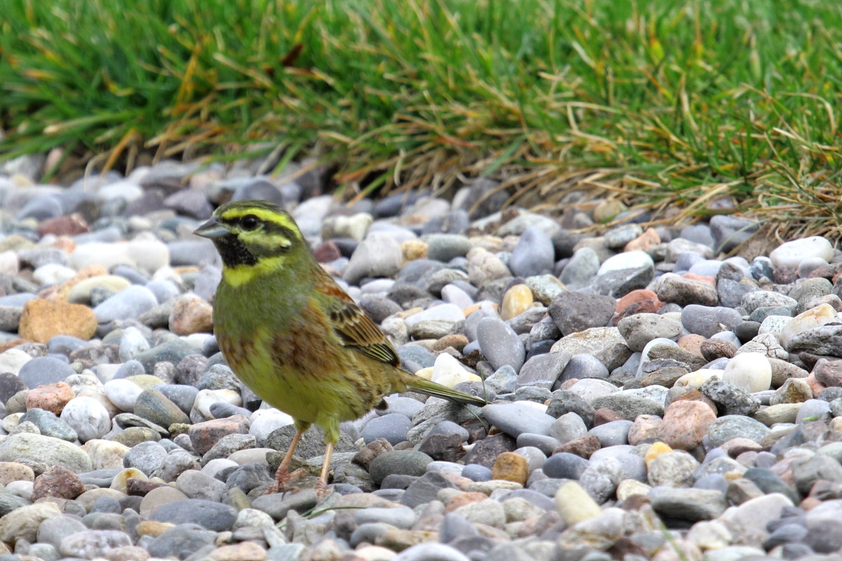 Black Bunting (Emberiza cirlus)