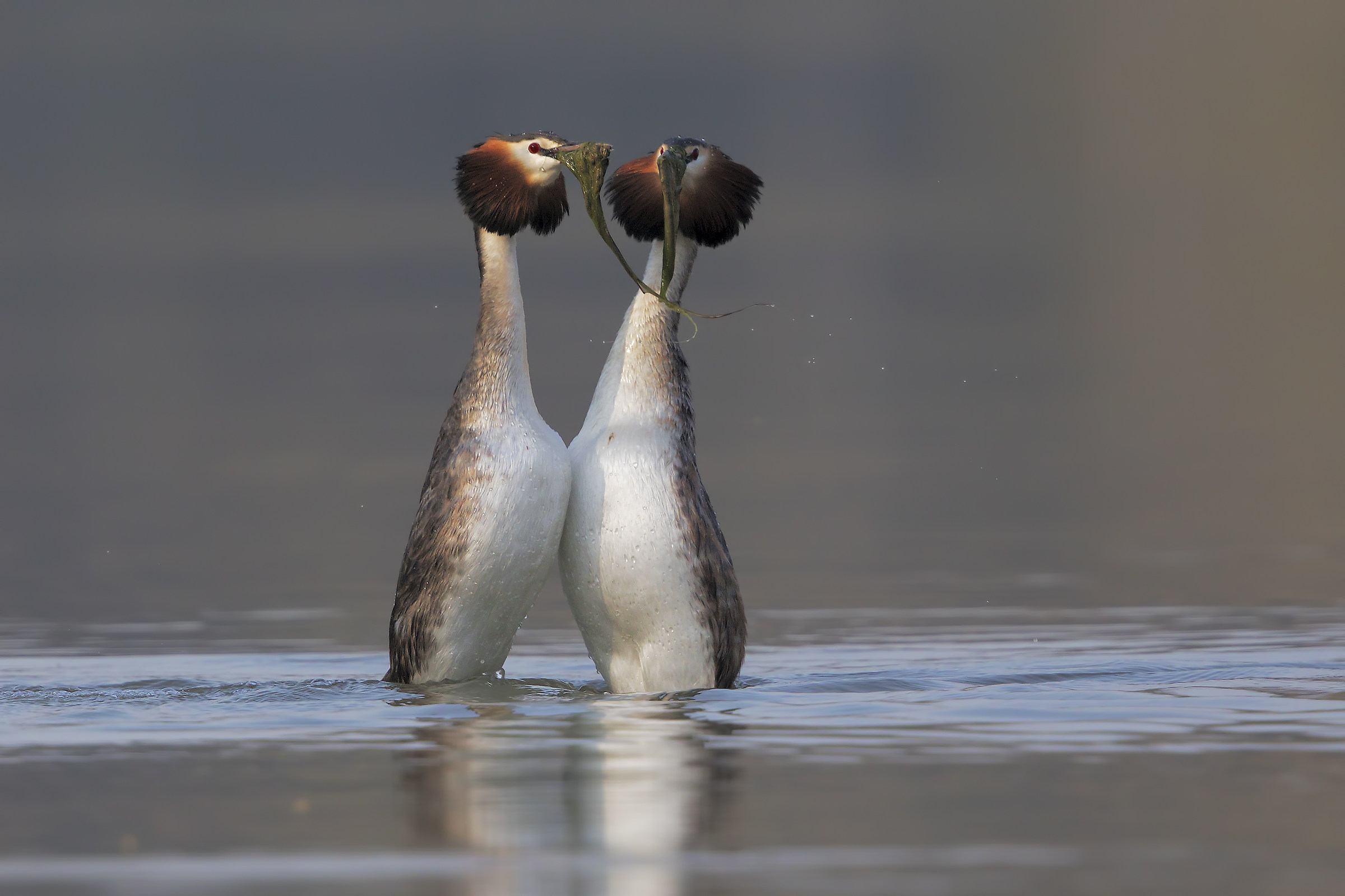 The dance of grebes