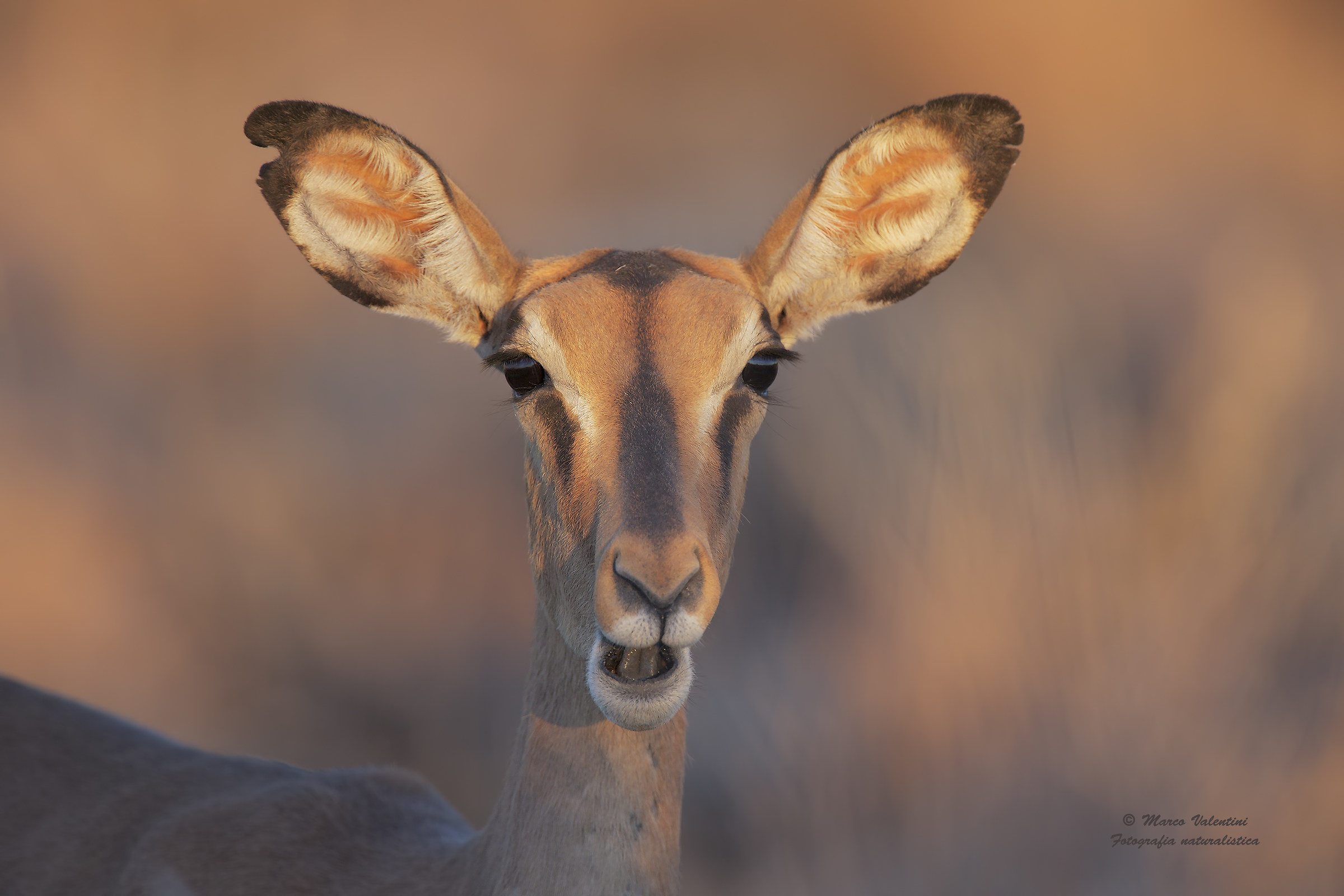 The eyes of the Impala