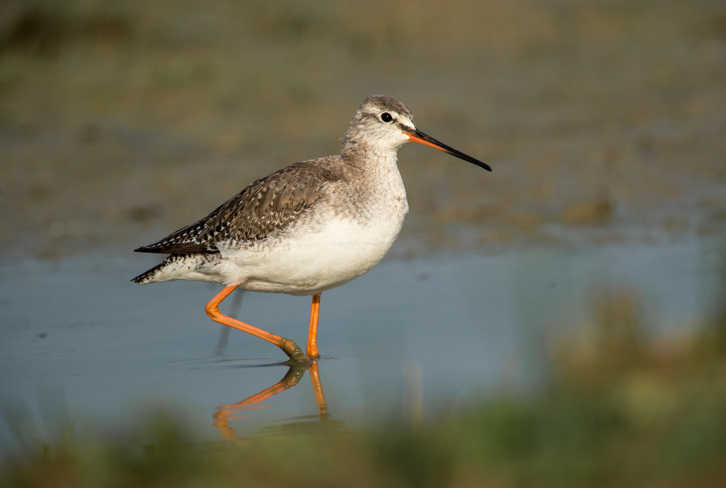 Spotted Redshank (Tringa totanus): Redshank