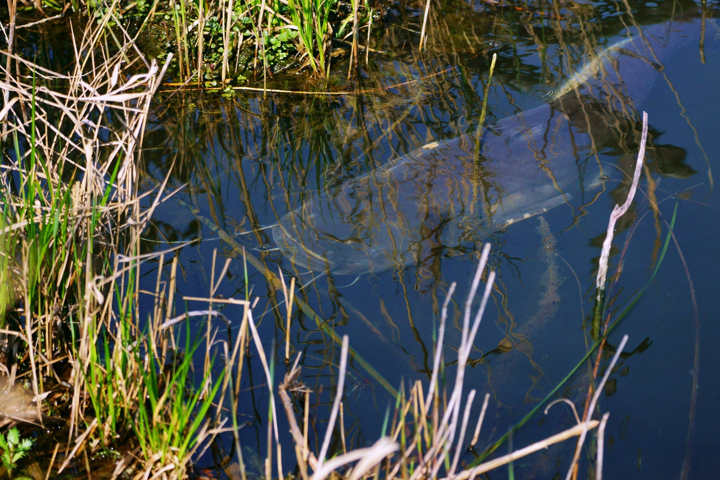 the monster of sebino