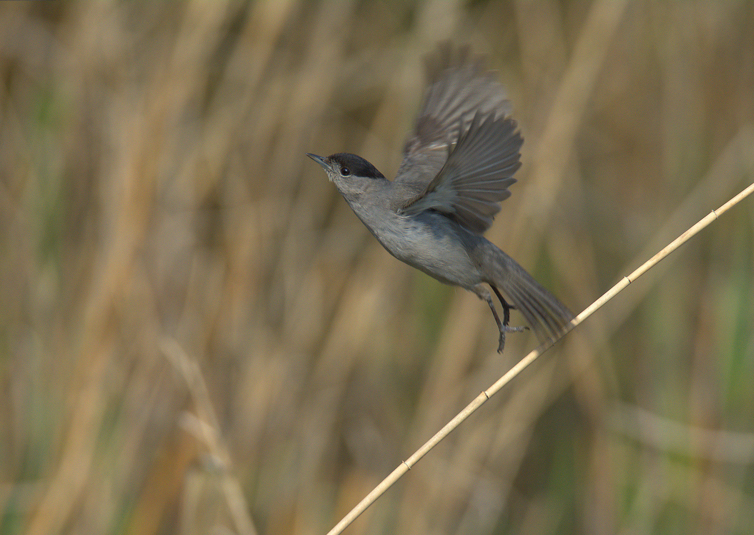 Blackcap male