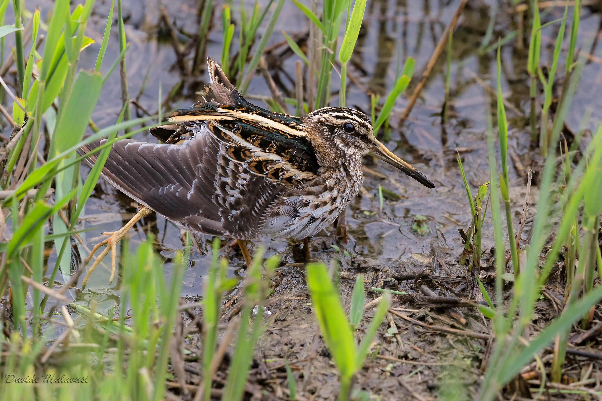 The fetched the milk frother