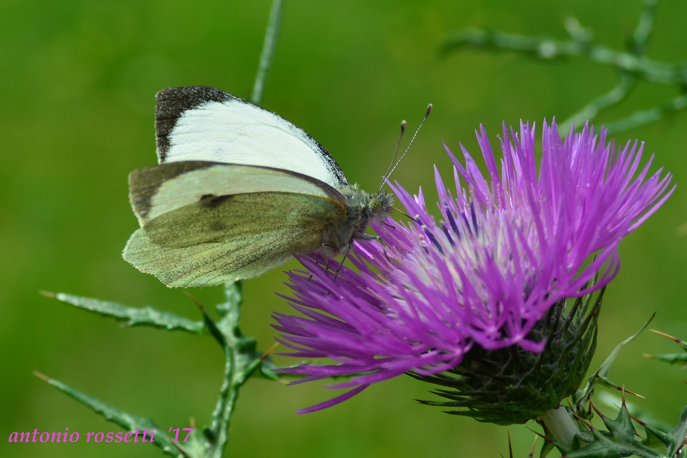 La bellezza della spontaneità