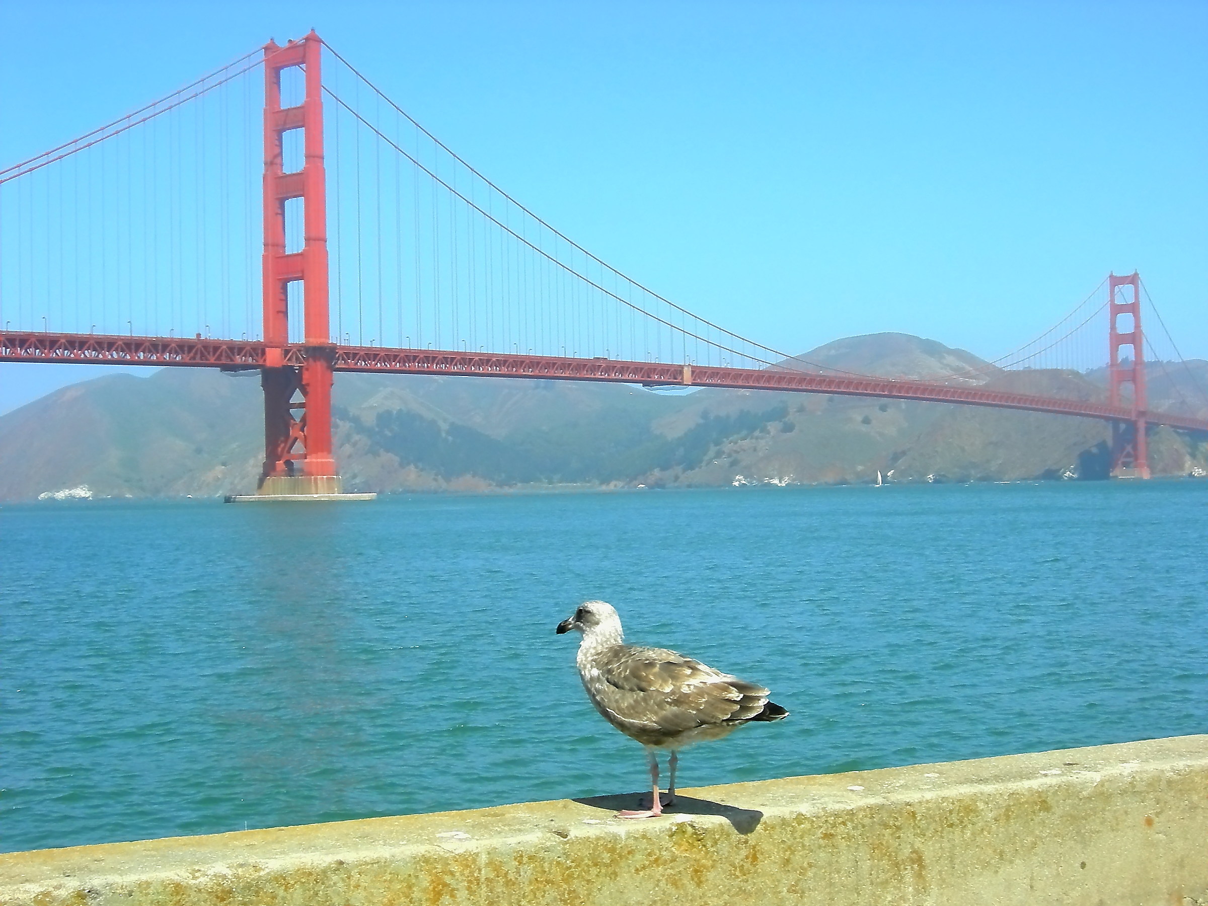 Ammirando il Golden Gate