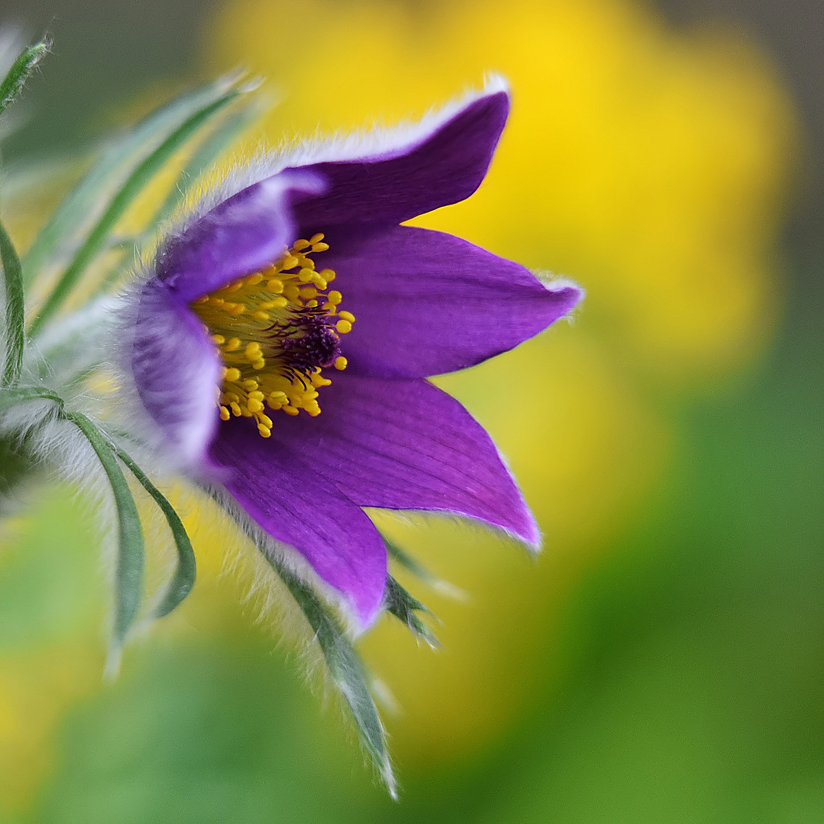pulsatilla