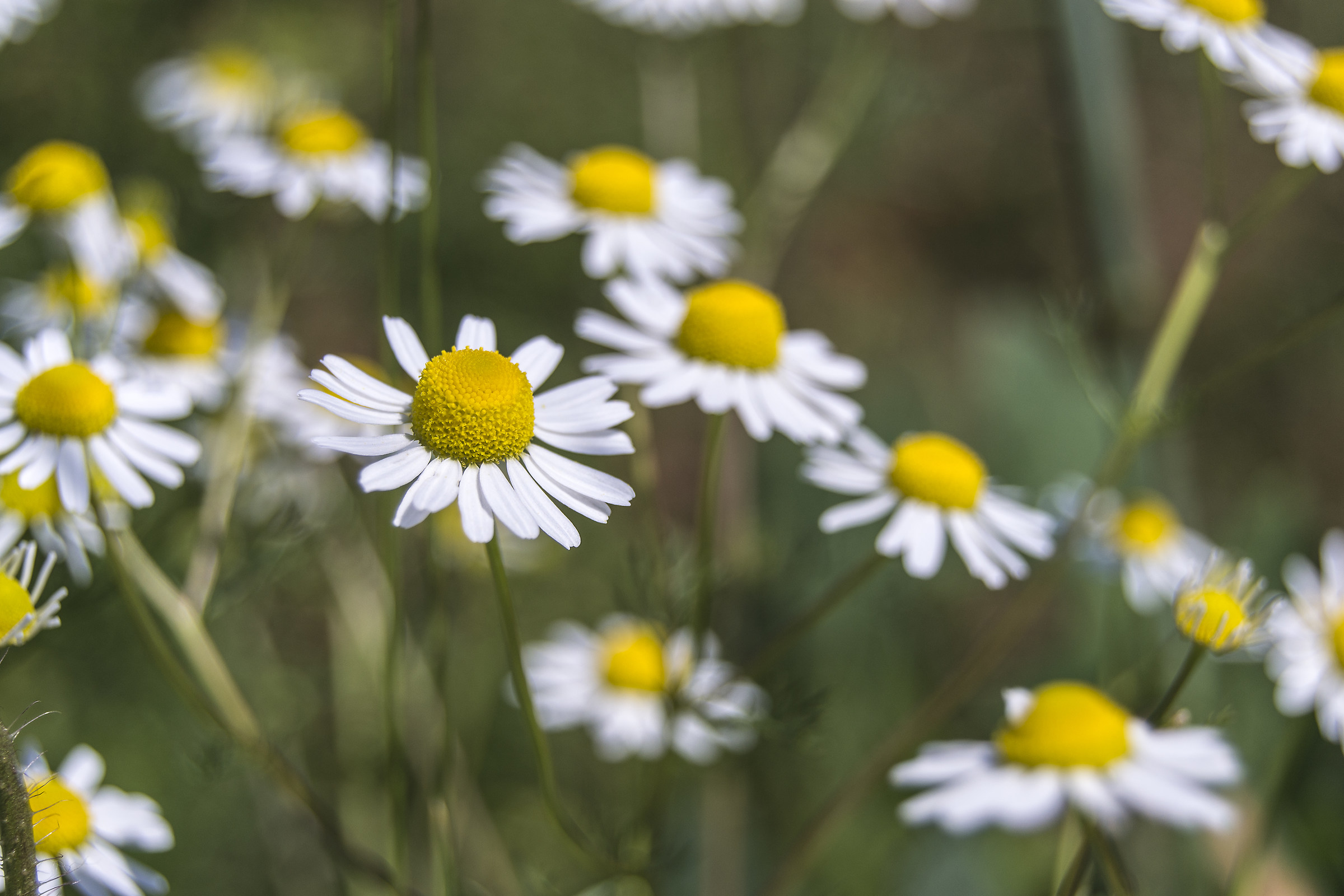 Spring Daisies