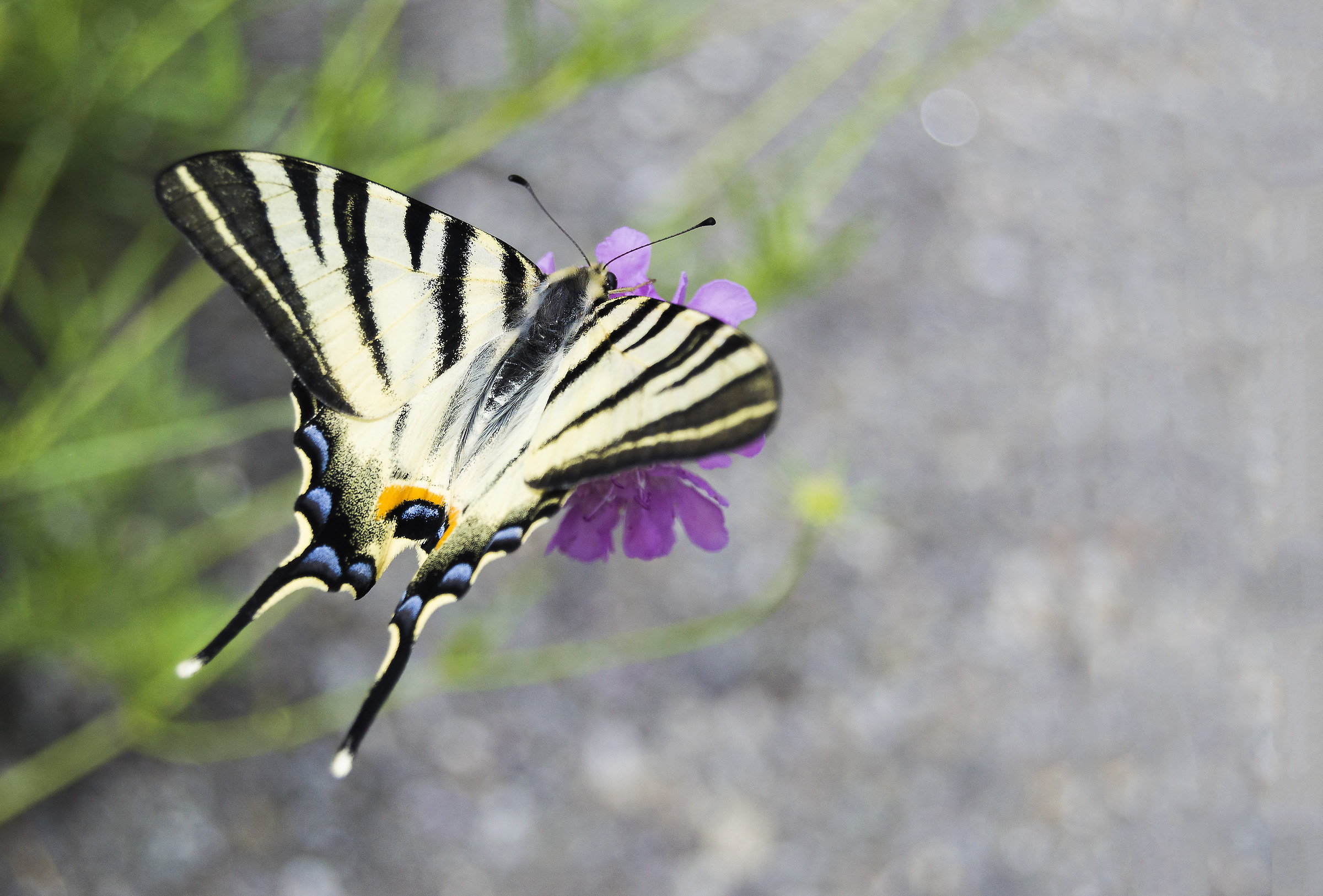 Scarce Swallowtail
