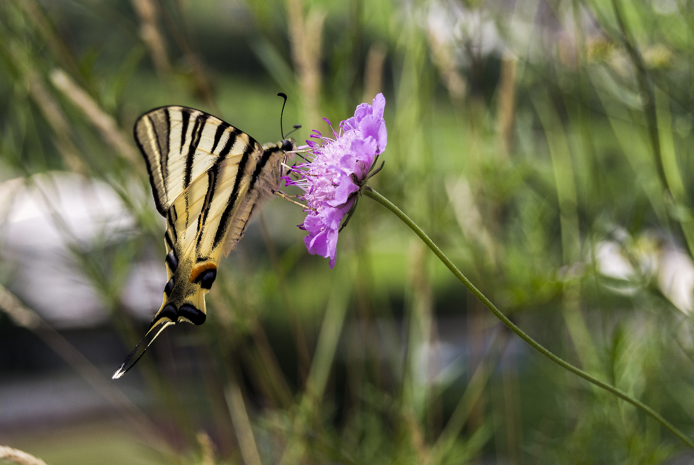 Scarce Swallowtail