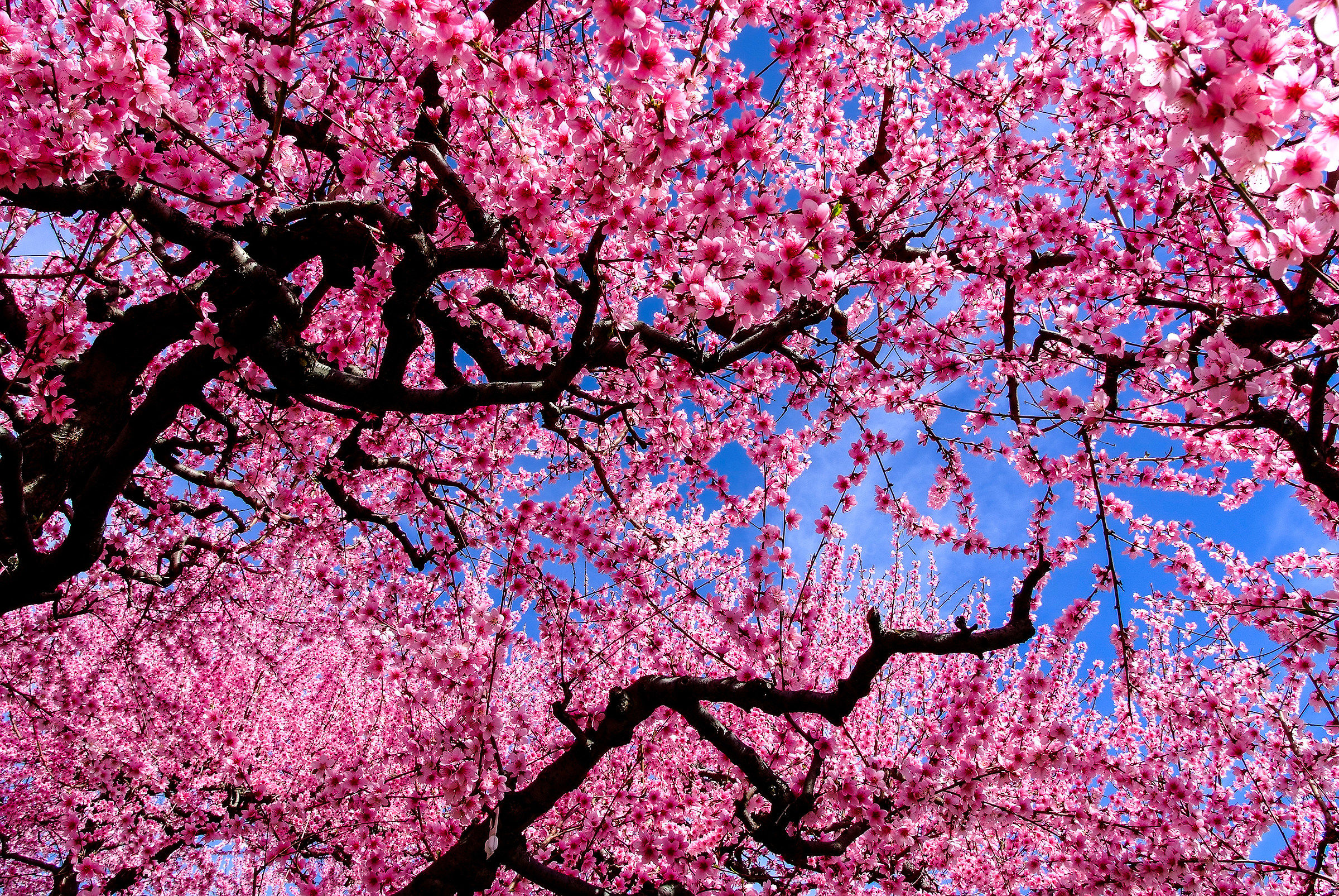 I colori delle pesche della Val d'Aso (Marche)