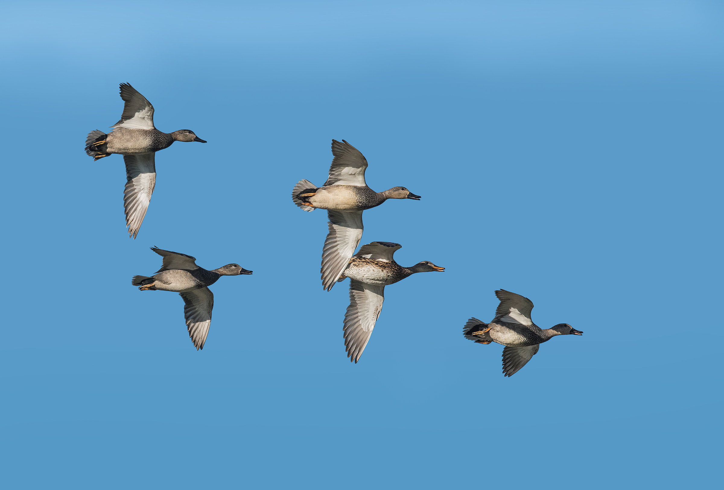 gadwalls