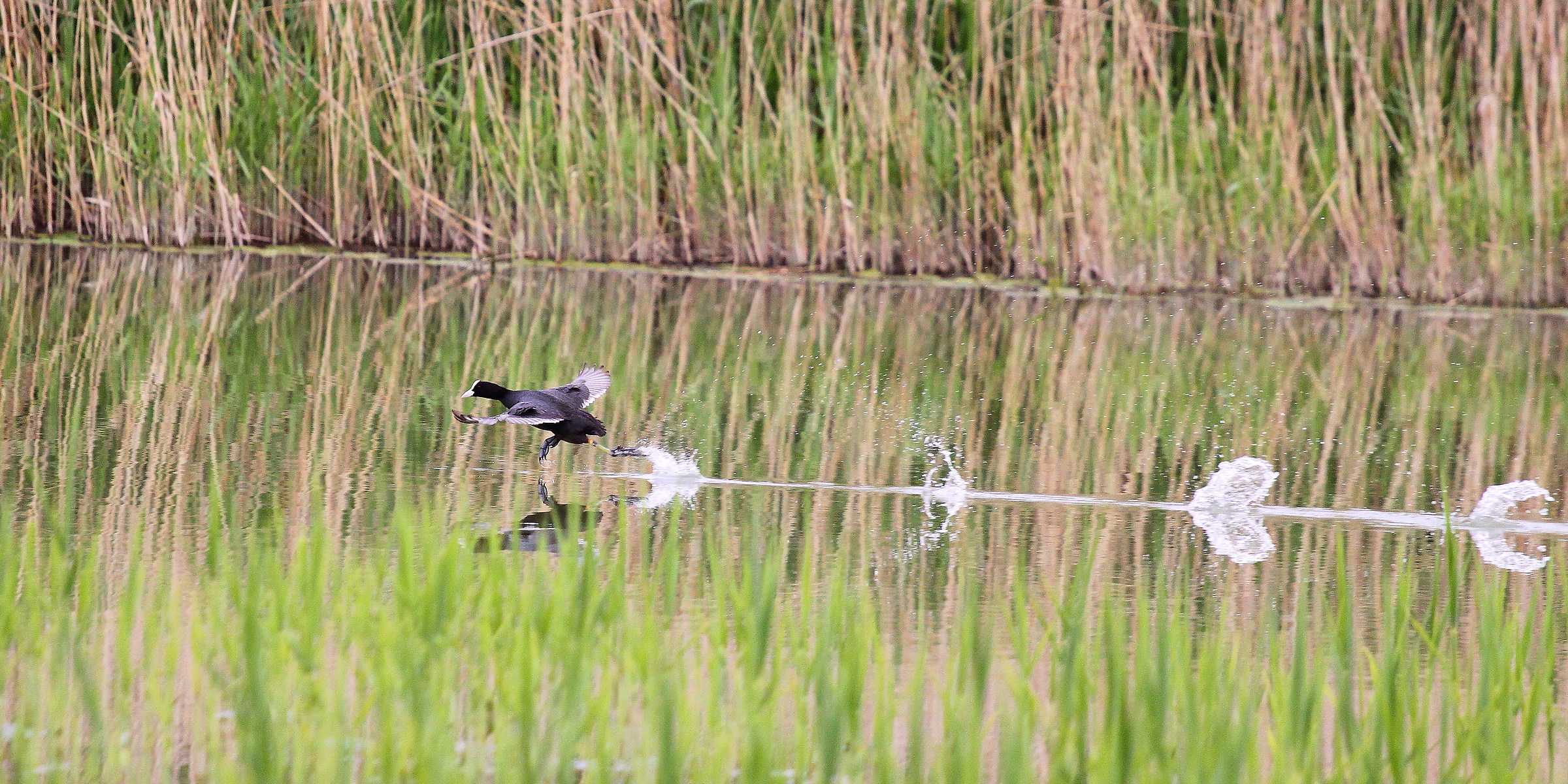 coot walking on 'water