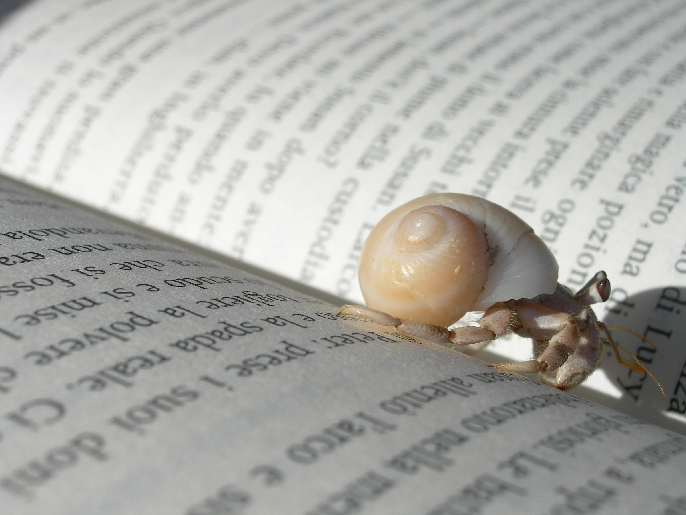 narnia lo conquisto'