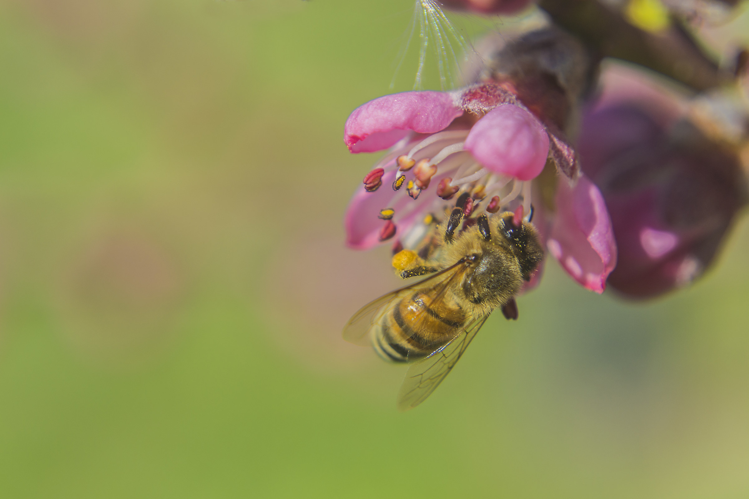 In cerca di polline!