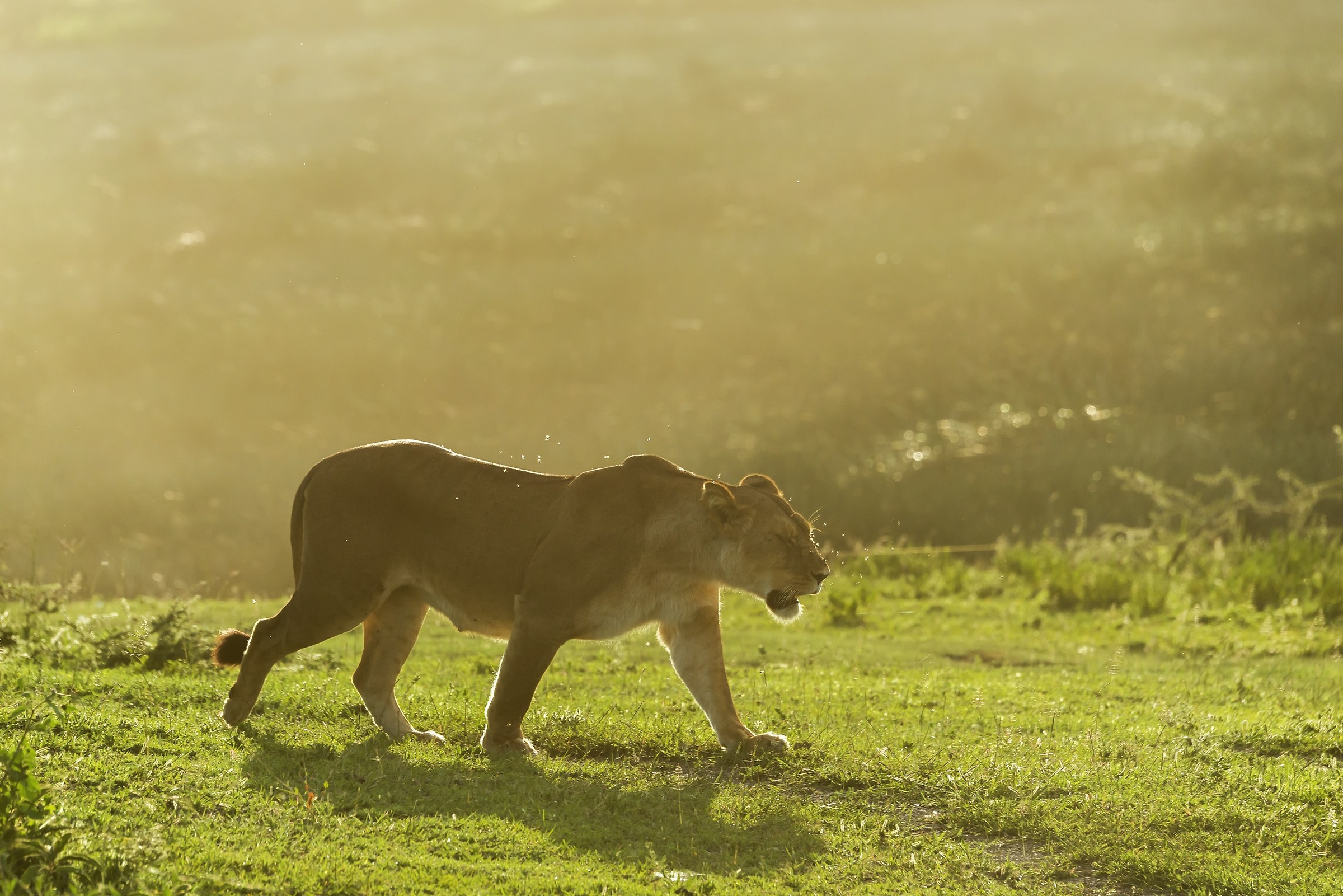 Tanzania 2017 - Al tramonto