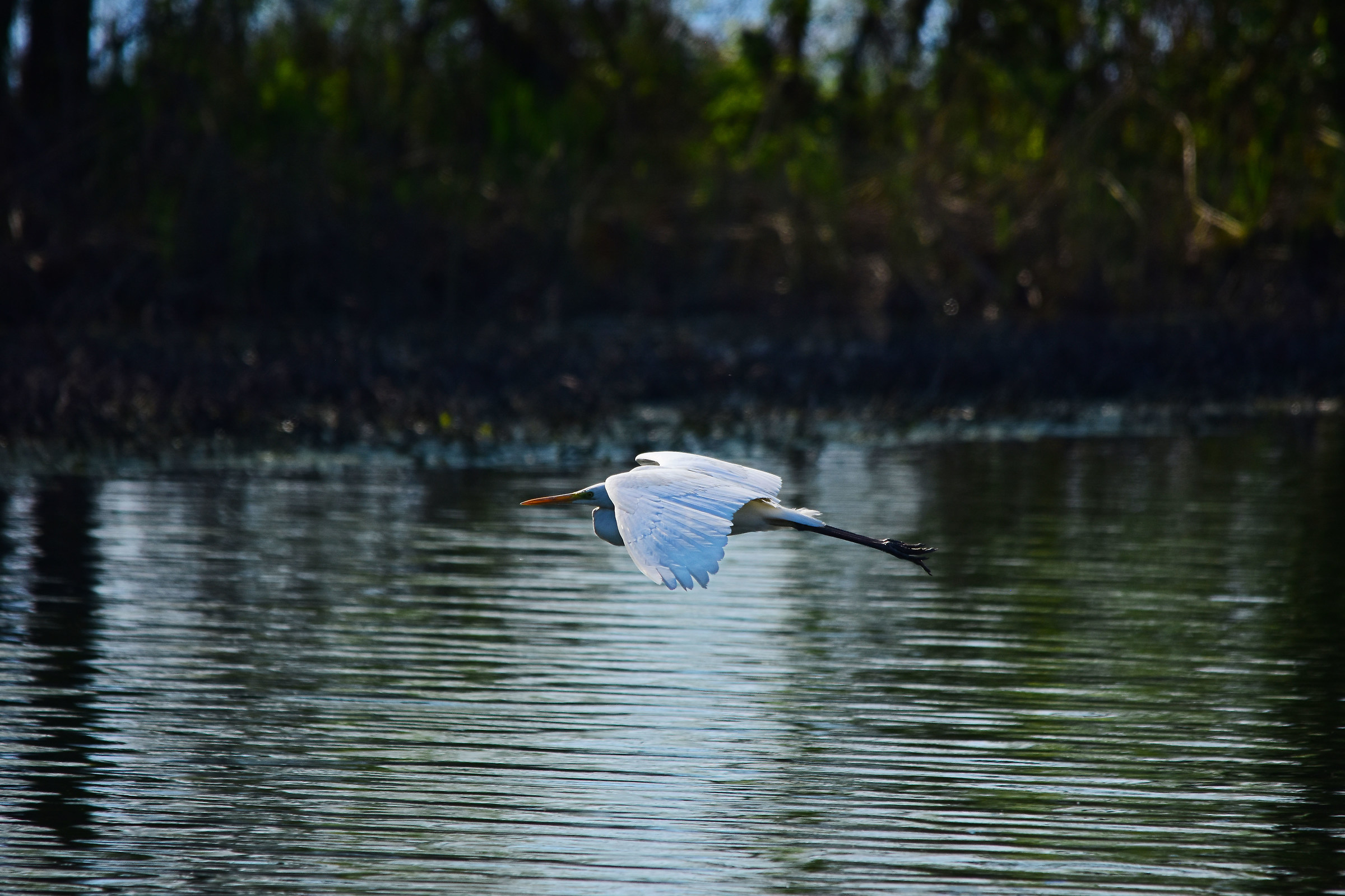 Great Egret