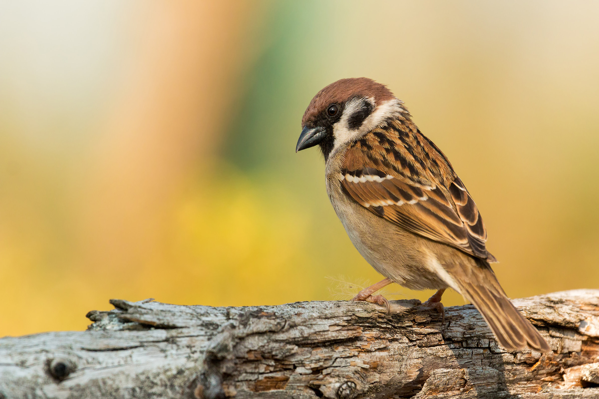 the background and the tree sparrow