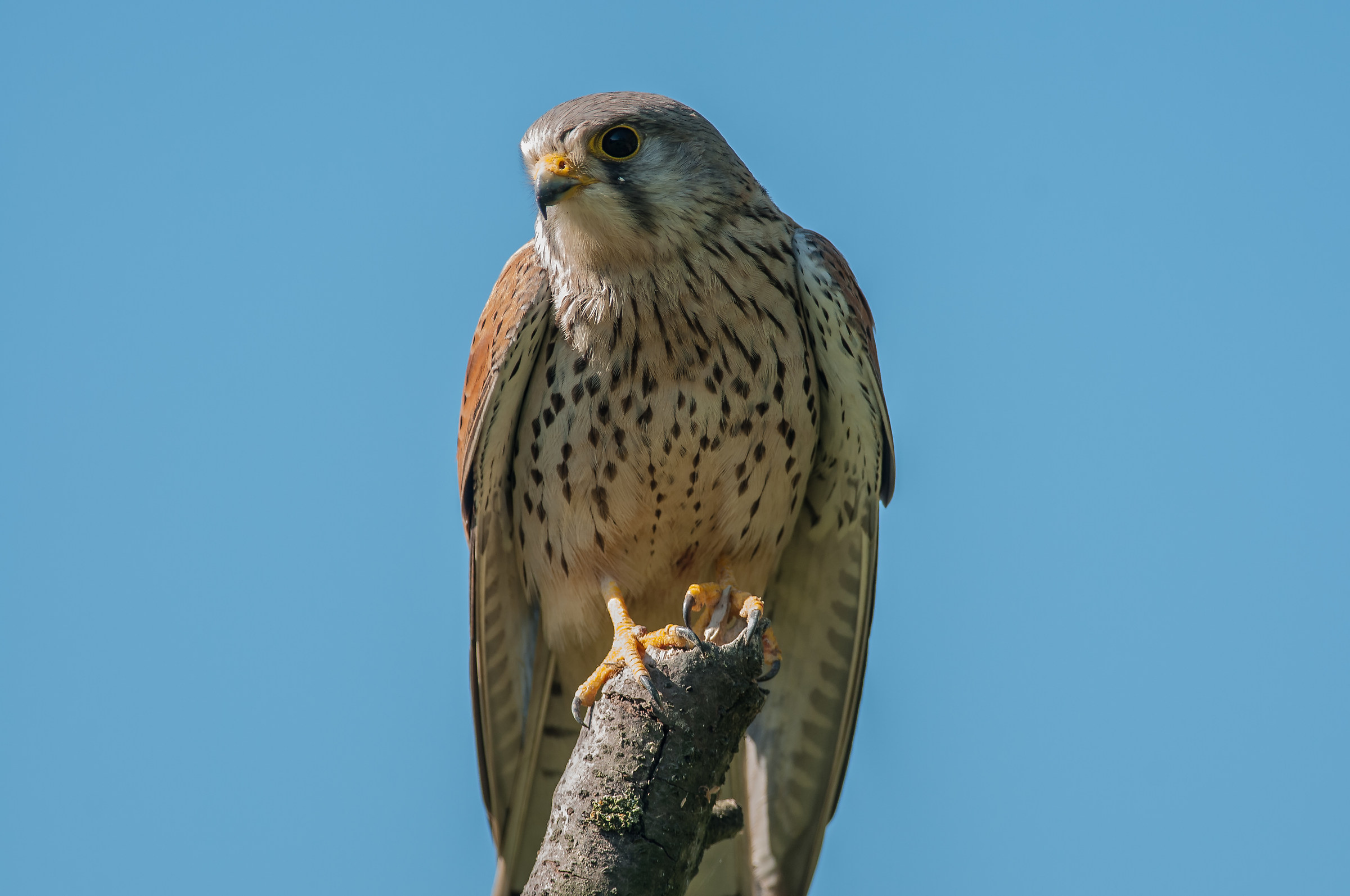 kestrel
