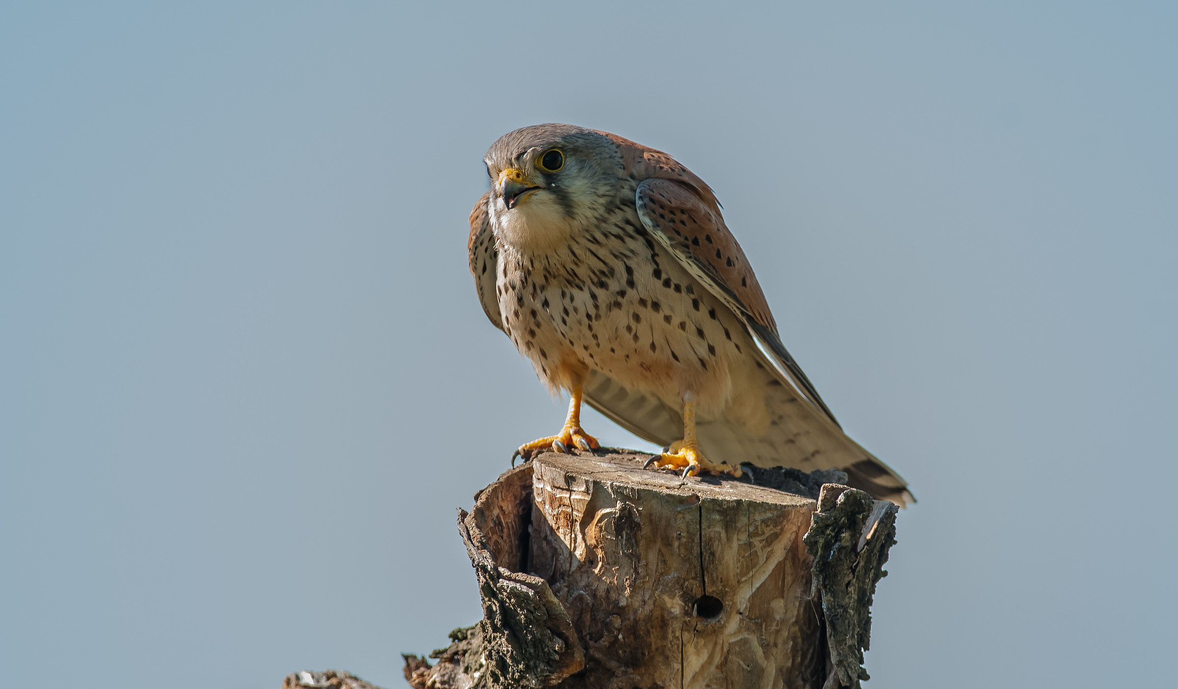 kestrel