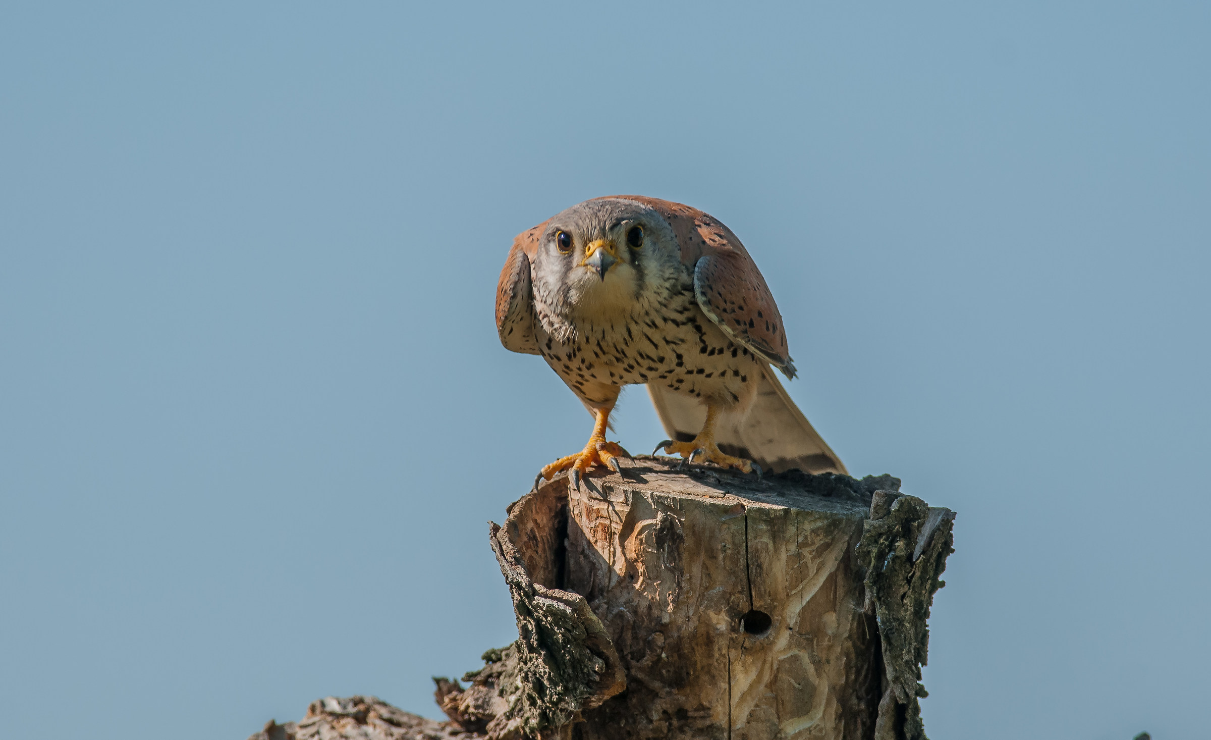 kestrel