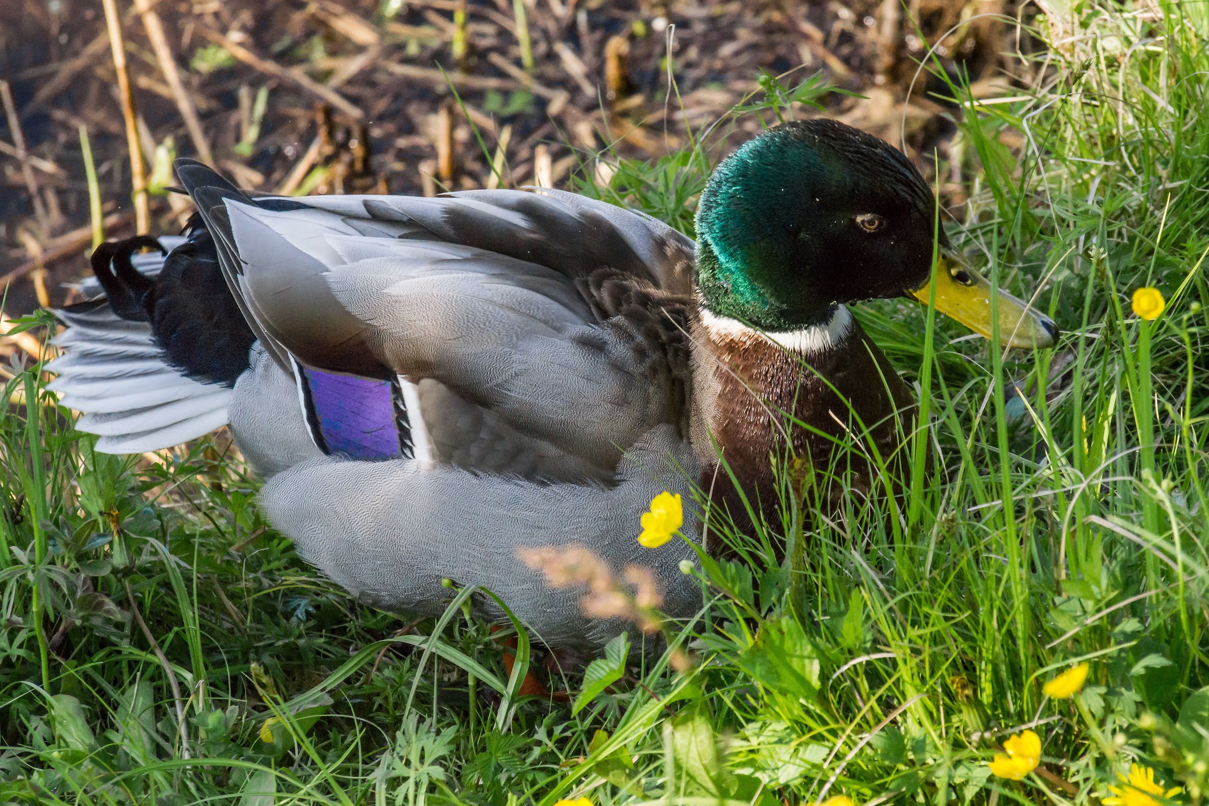 Germano male among the buttercups dell'alzaia - 2