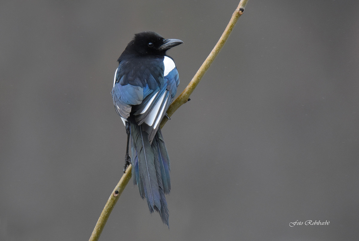 Gazza thin ... sleet ...