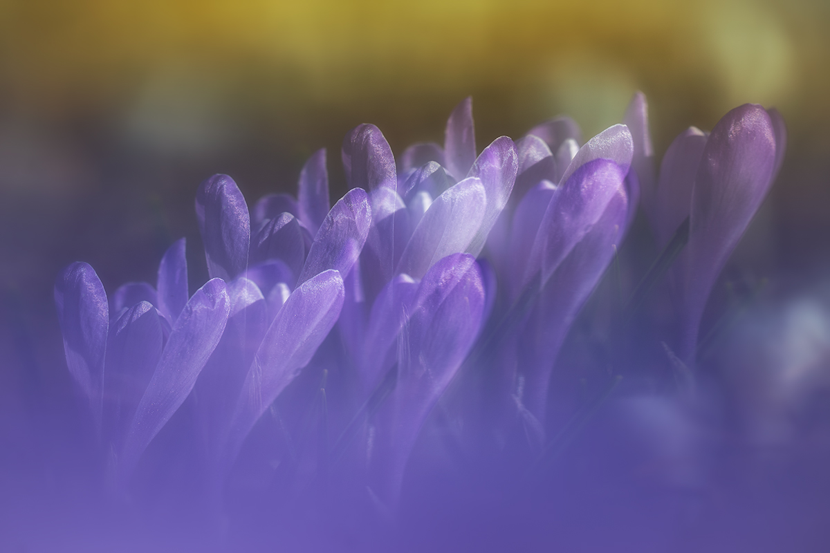 Crocusmania