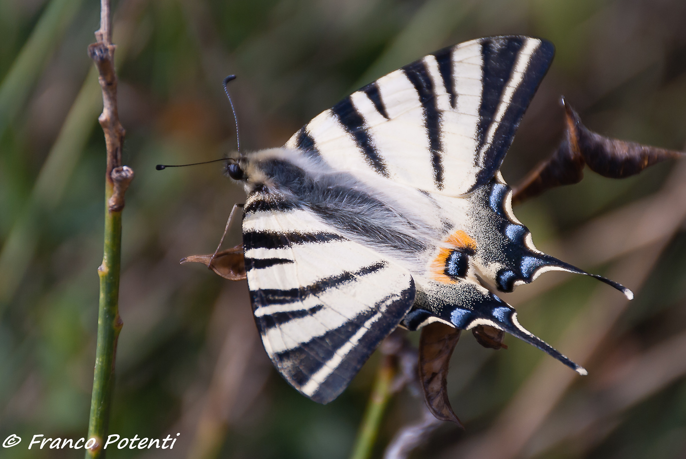 Iphiclides podalirius
