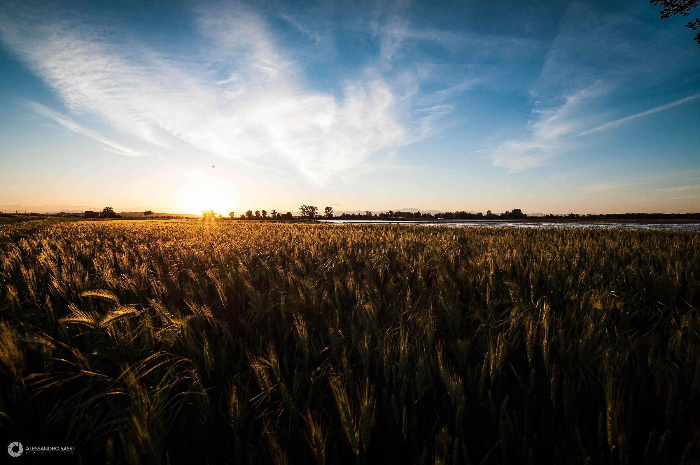 wheat Shadows