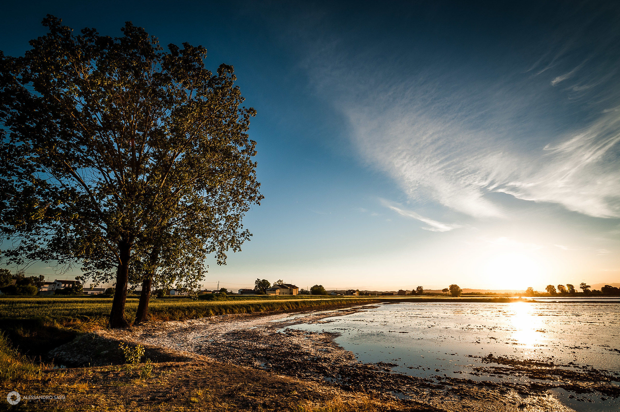 Sunset in paddy field