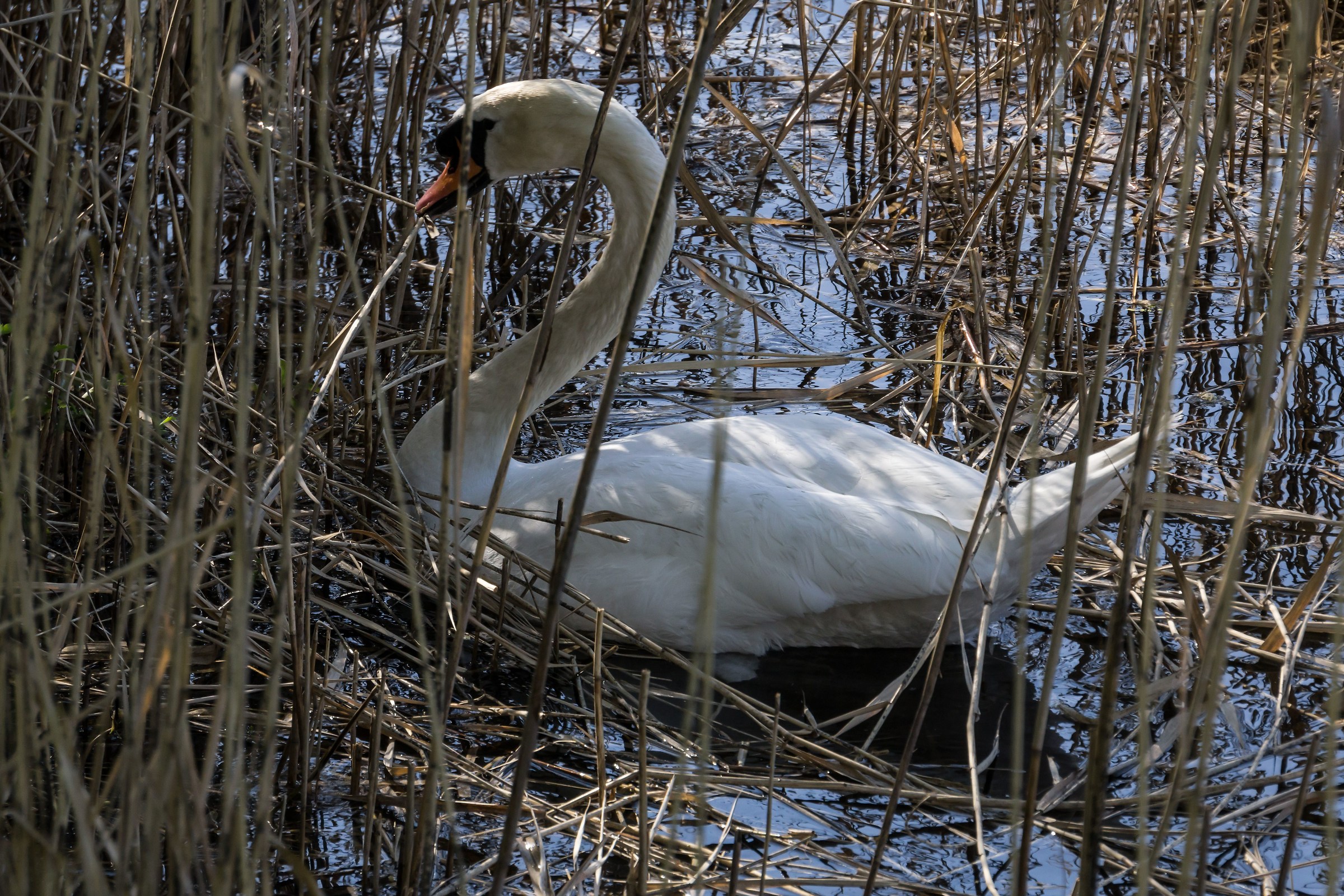 Cigno maschio che si procura le canne per il nido - 1