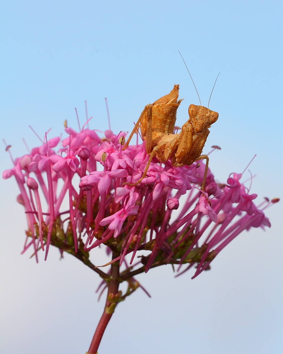 Ameles spallanzania (Mantidae) 2
