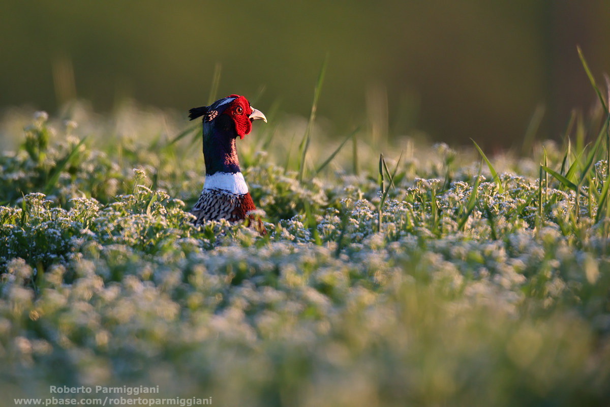 Tramonto primaverile