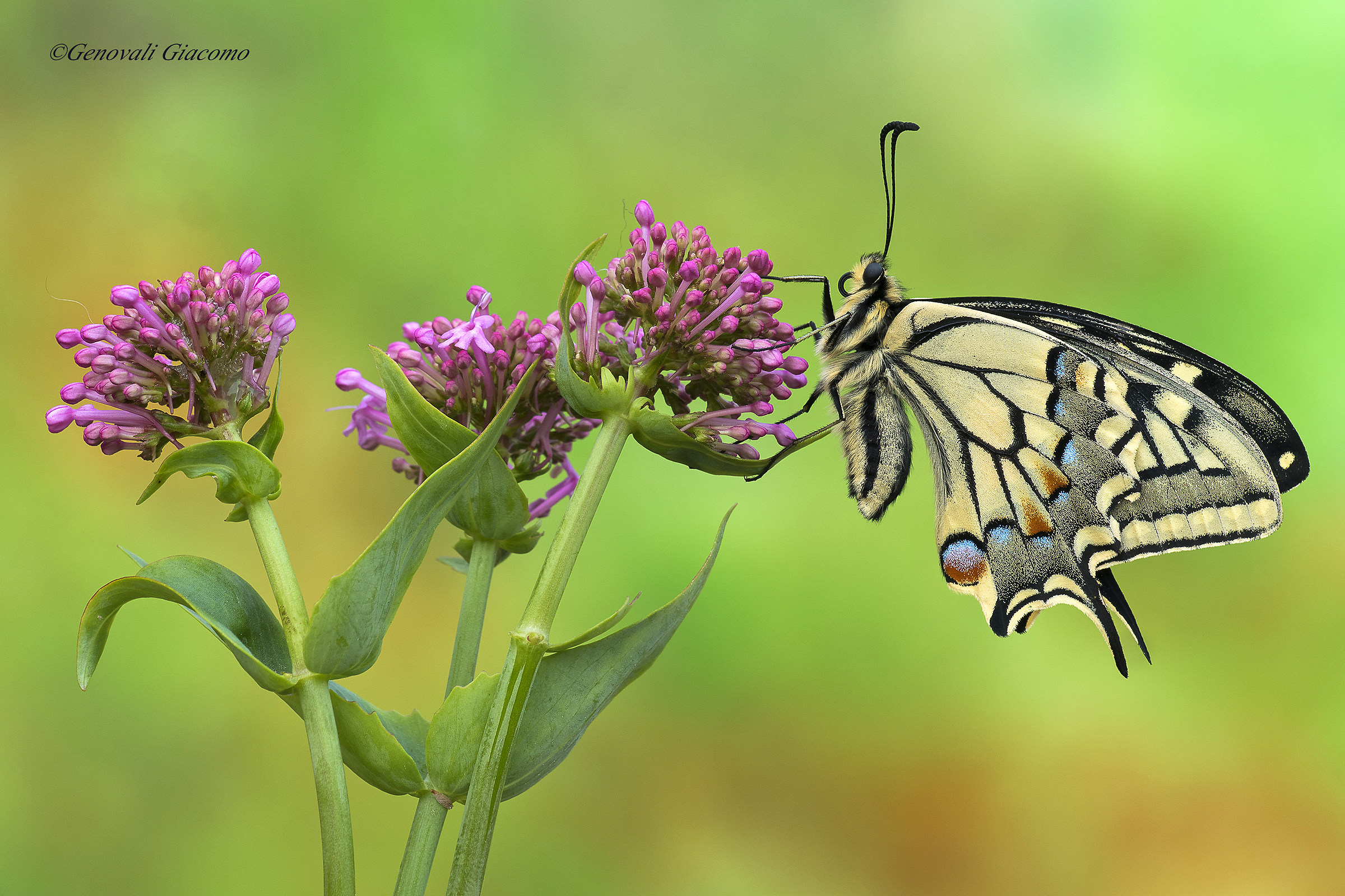 compose the first king of the season