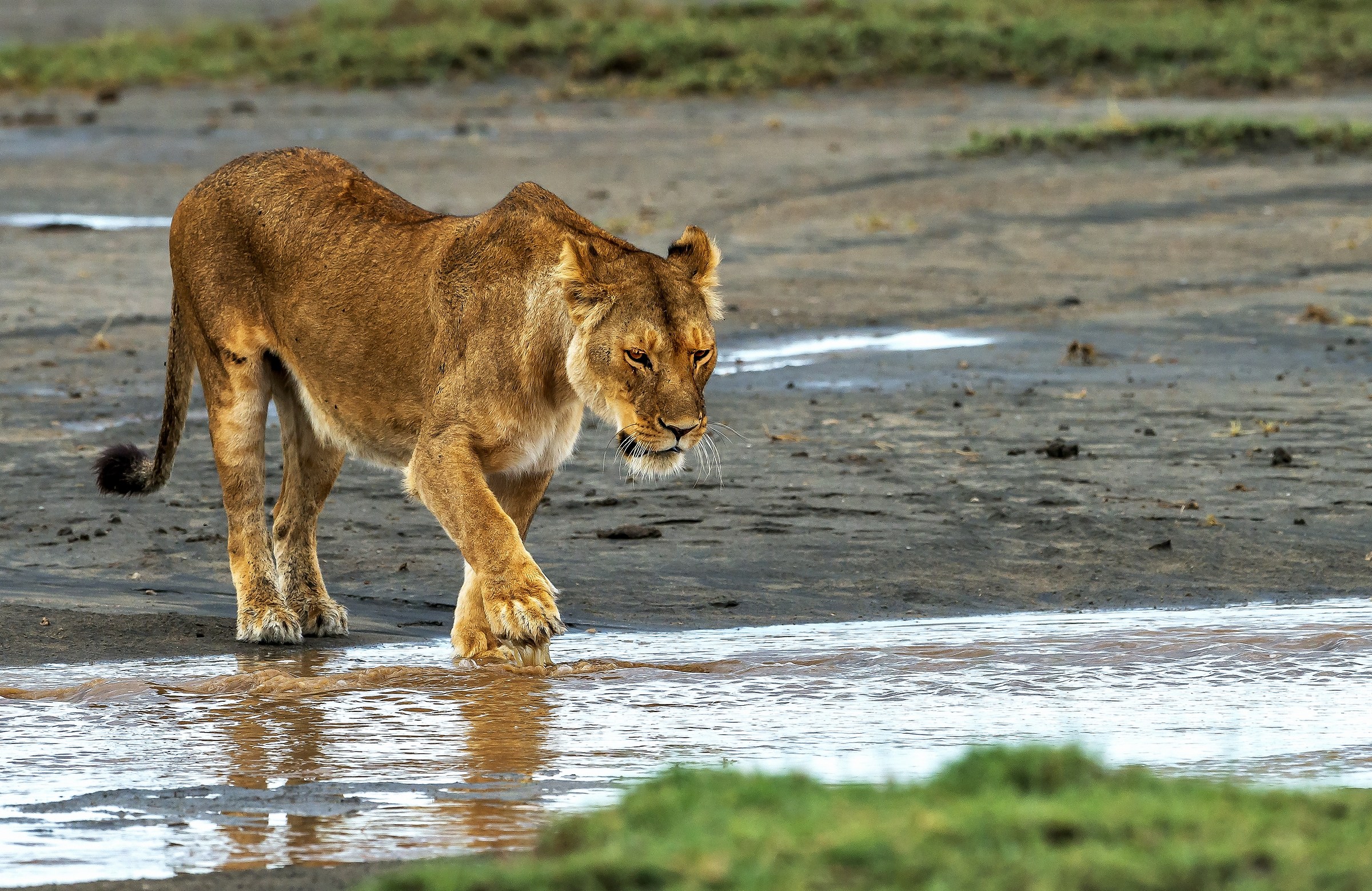 Tanzania 2017 - La leonessa