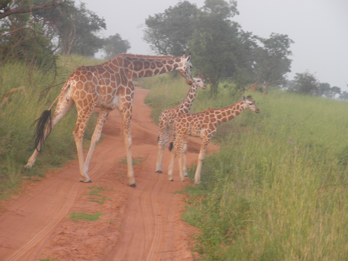 Giraf , Murchinson Falls National Park