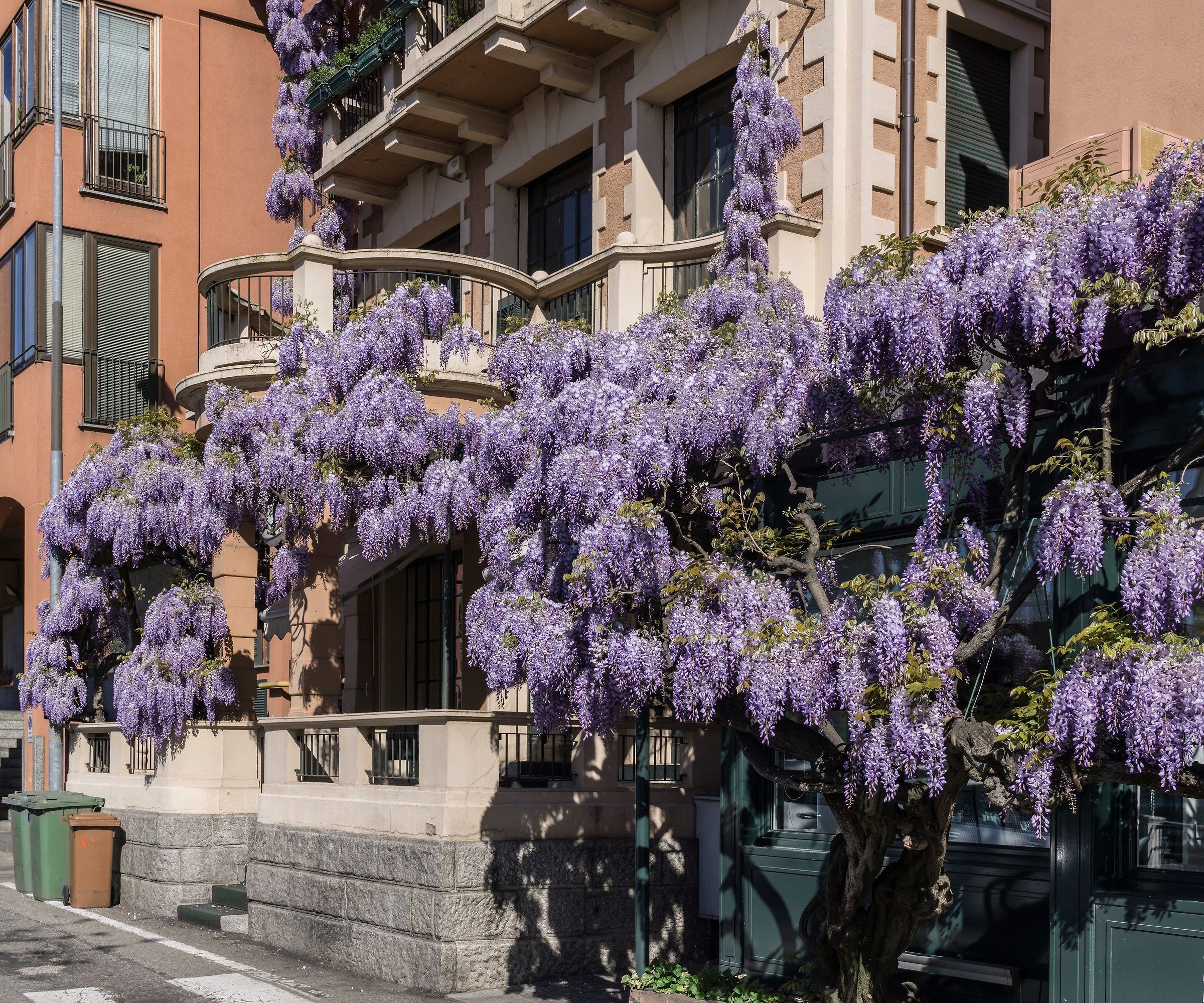 the wisteria blooms - One year later
