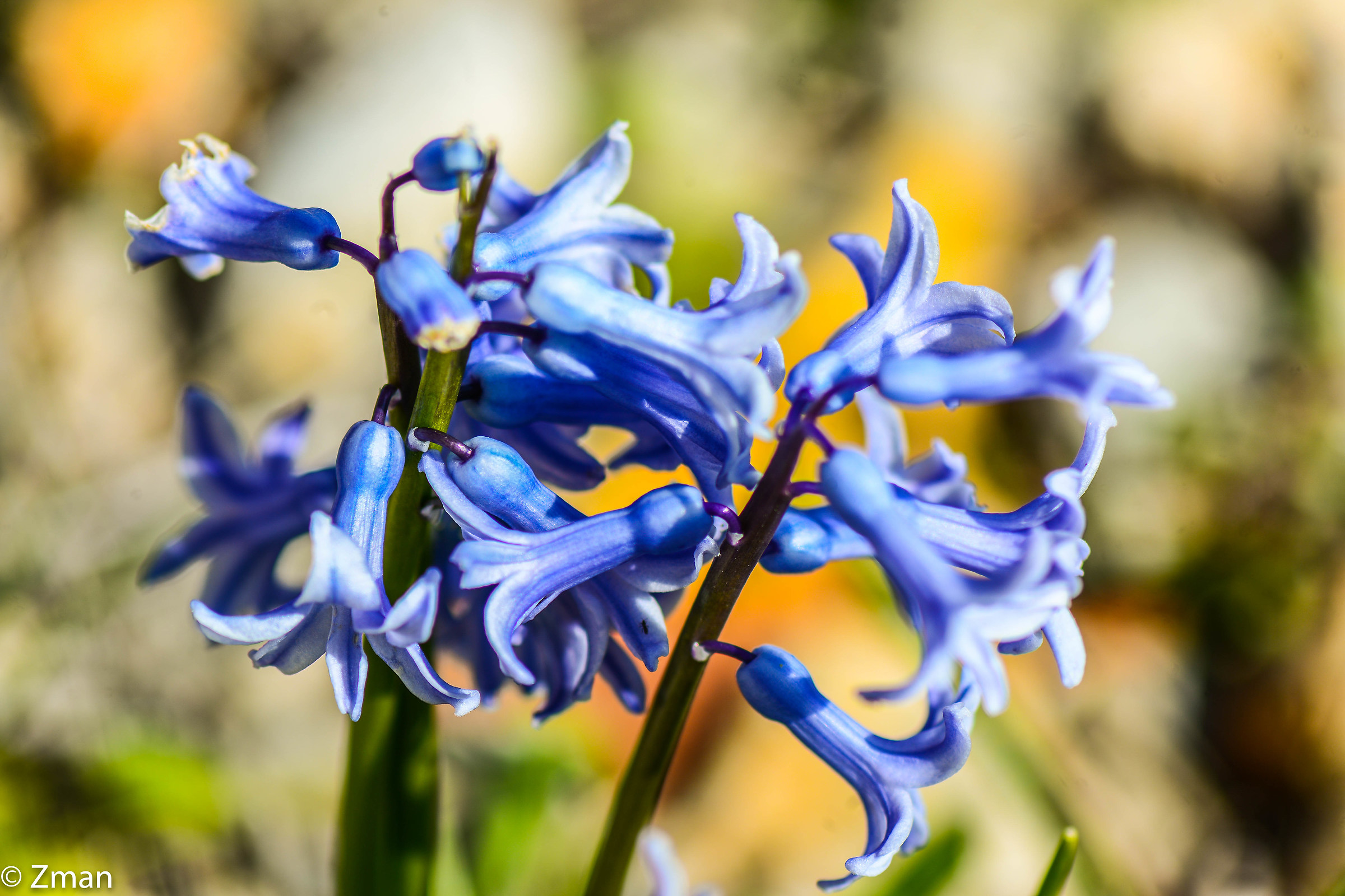 Cane Fiori di Shepard