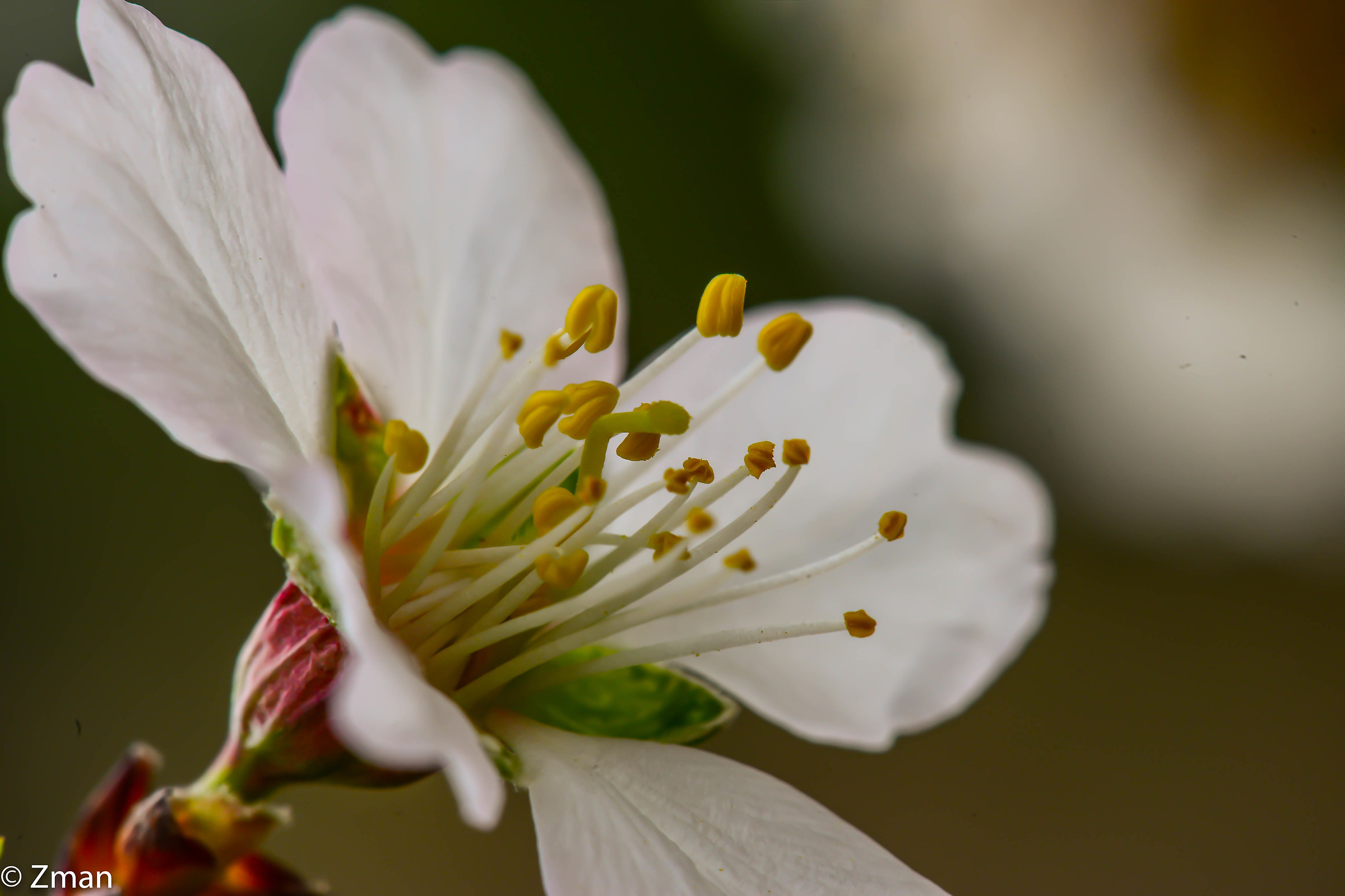 Almond's flower