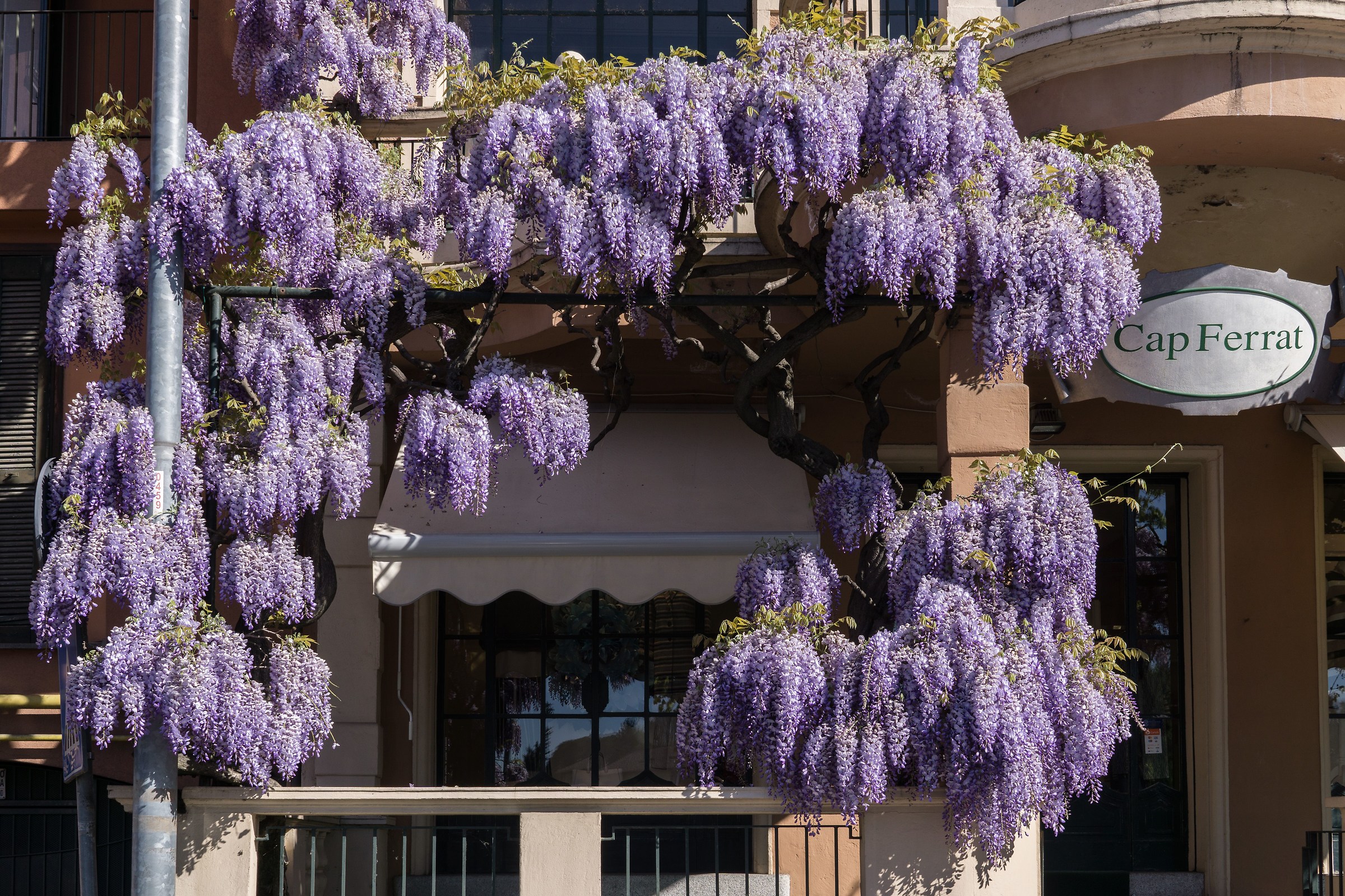 Fioriture della glicine - Un anno dopo - 1