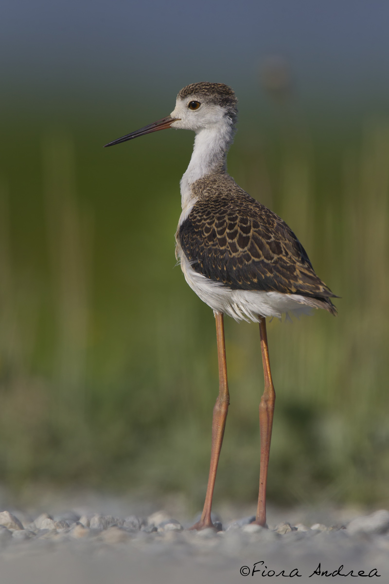 "Youth of the Road".