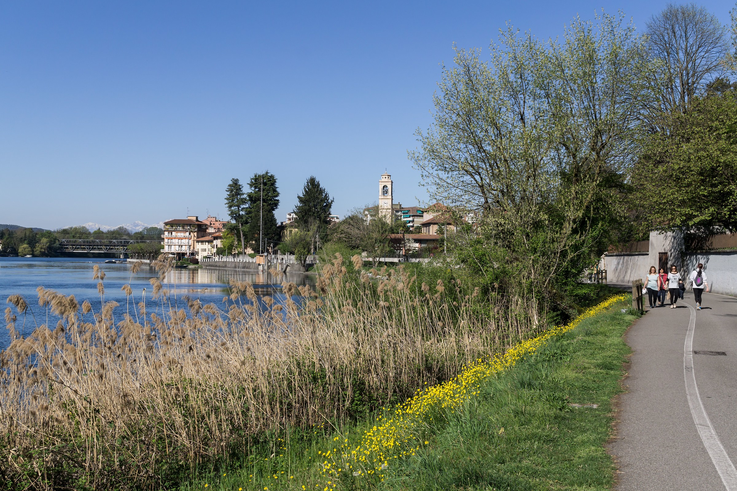 Mattino di Aprile con fioritura dei ranuncoli - 1