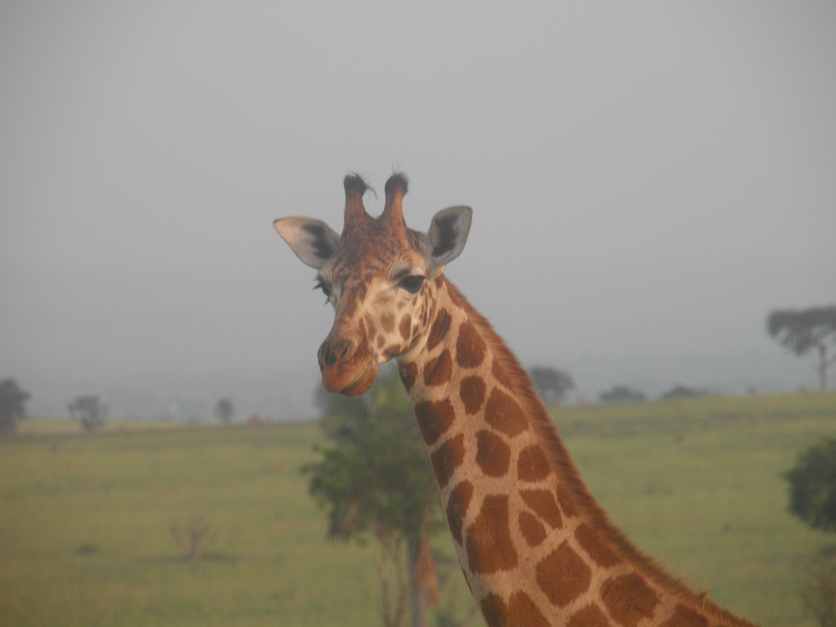 giraf, Murchison Falls National Park