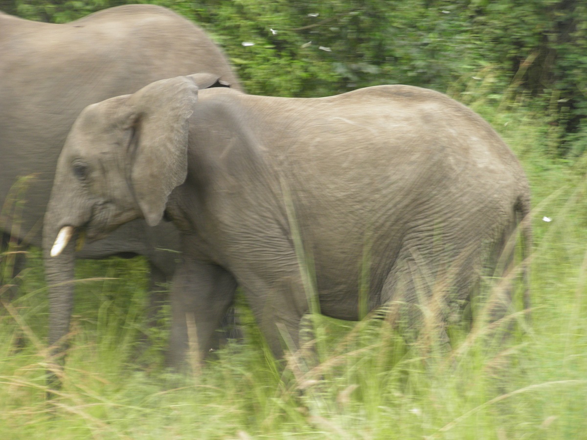 giraf , Murchinson Falls National Park