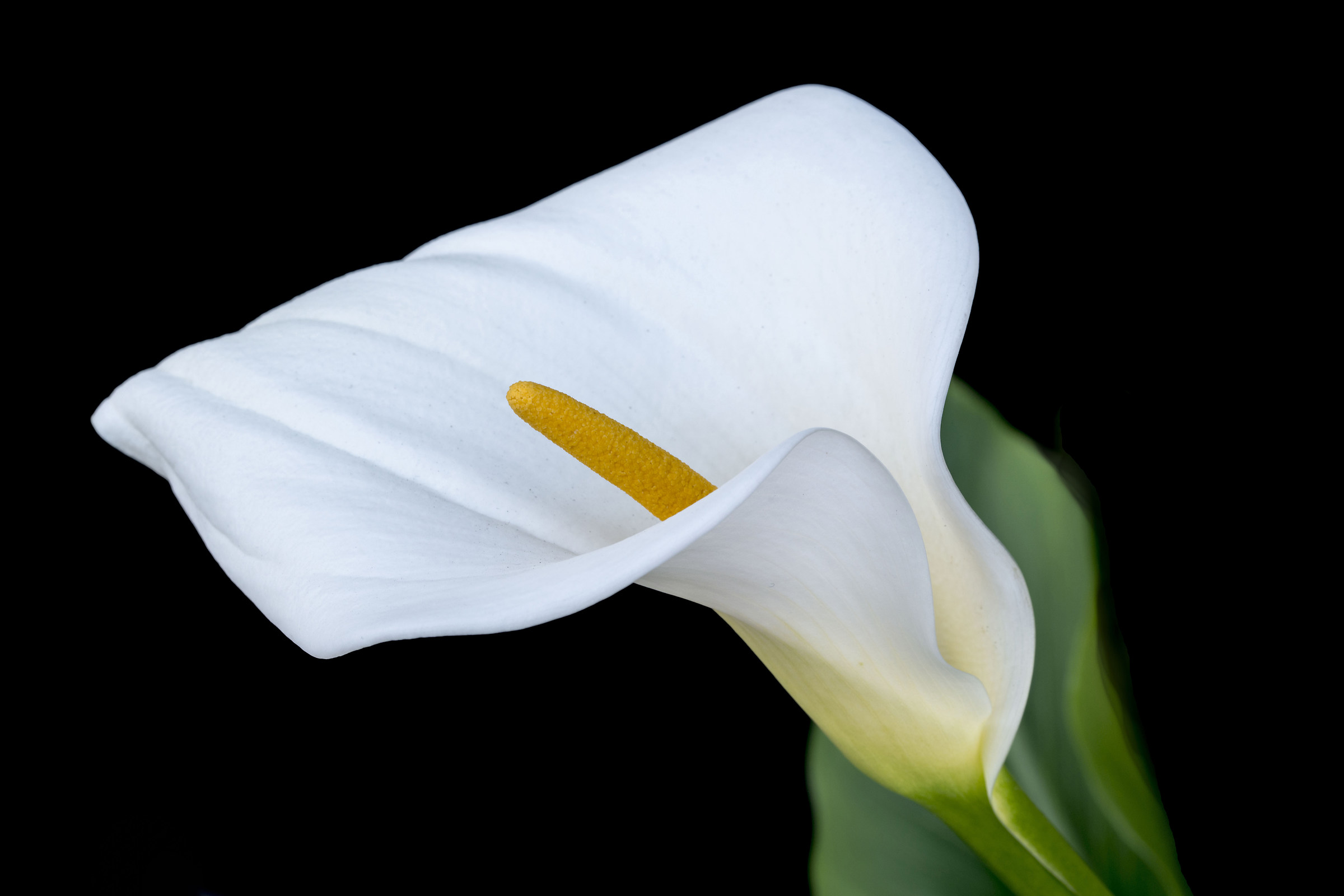 Ritratto alla mia calla!