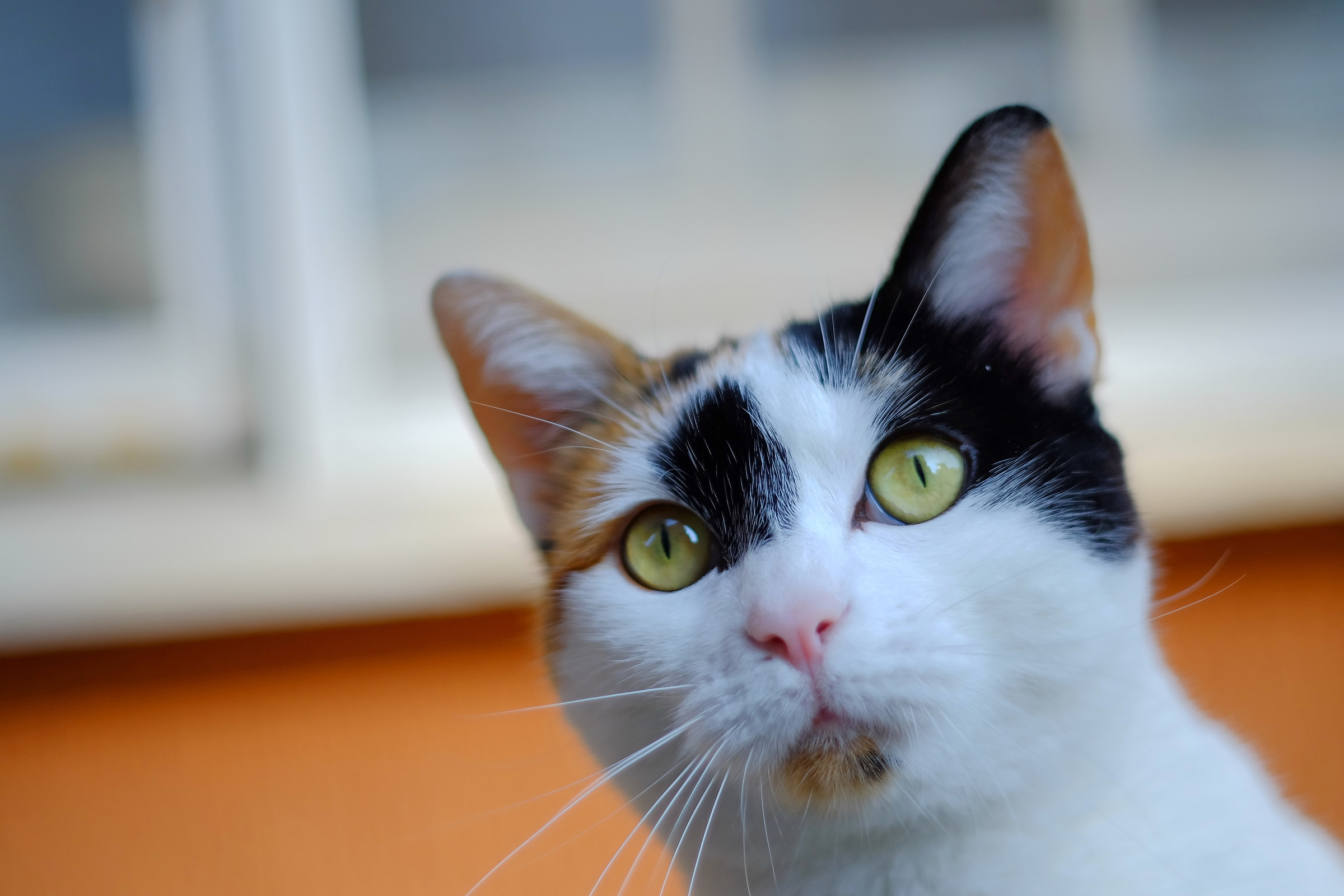 Lucy enchanted by a prey