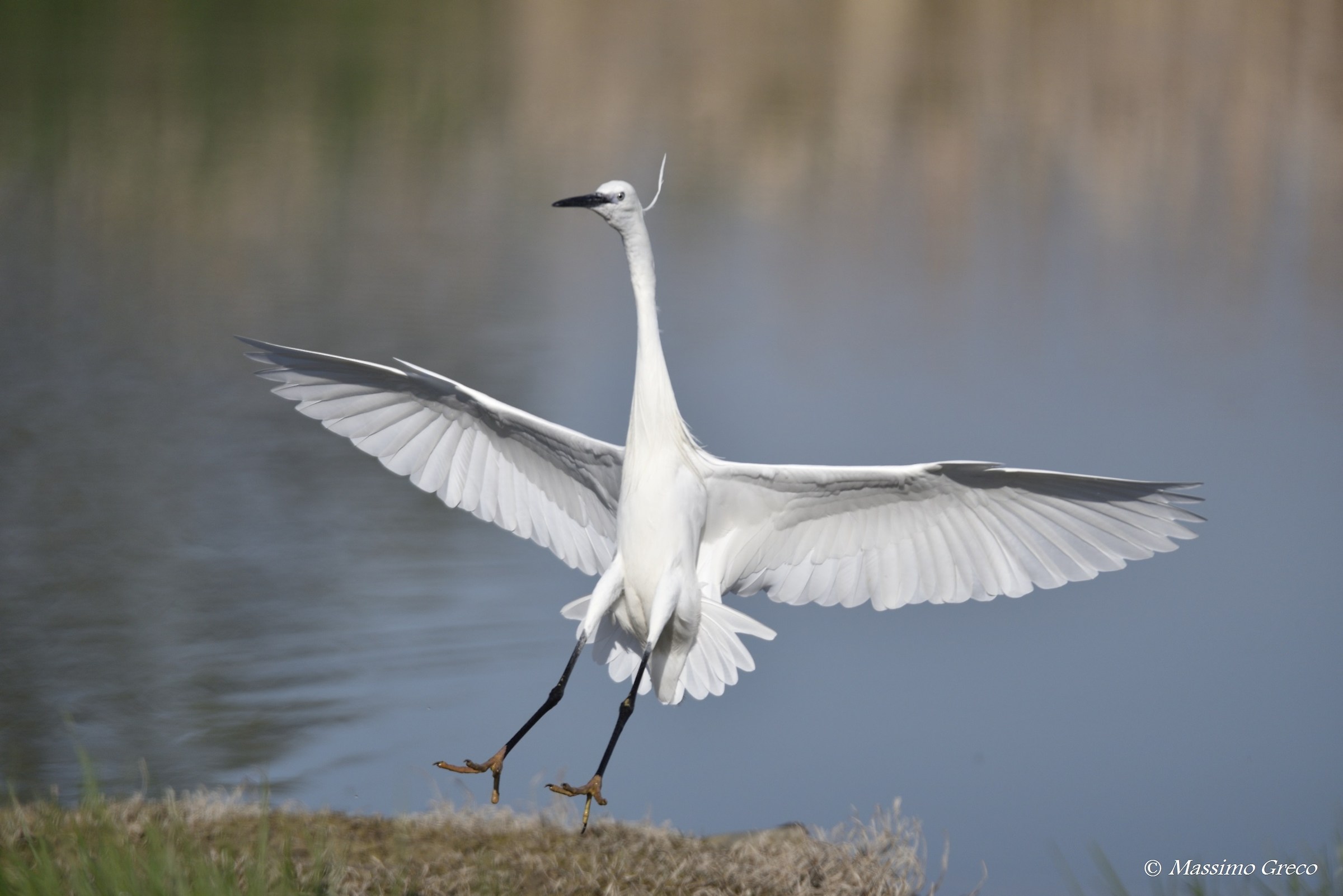 Garzetta in atterraggio