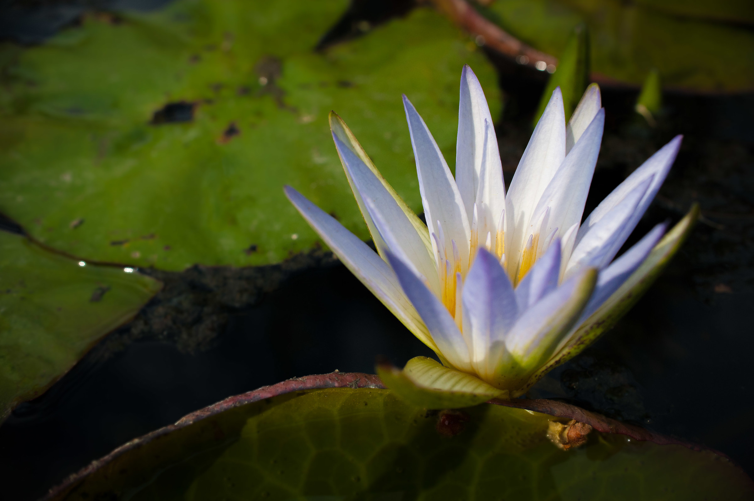 Waterlily