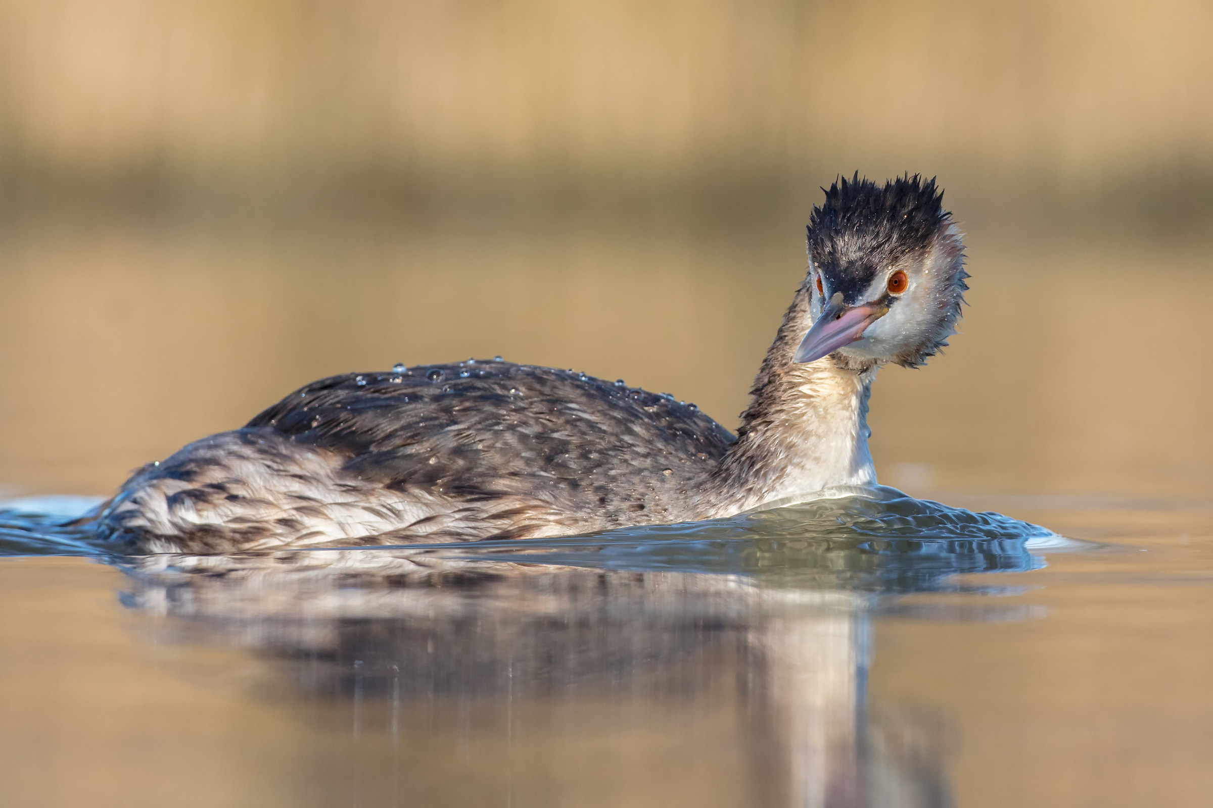 Great Crested Grebe