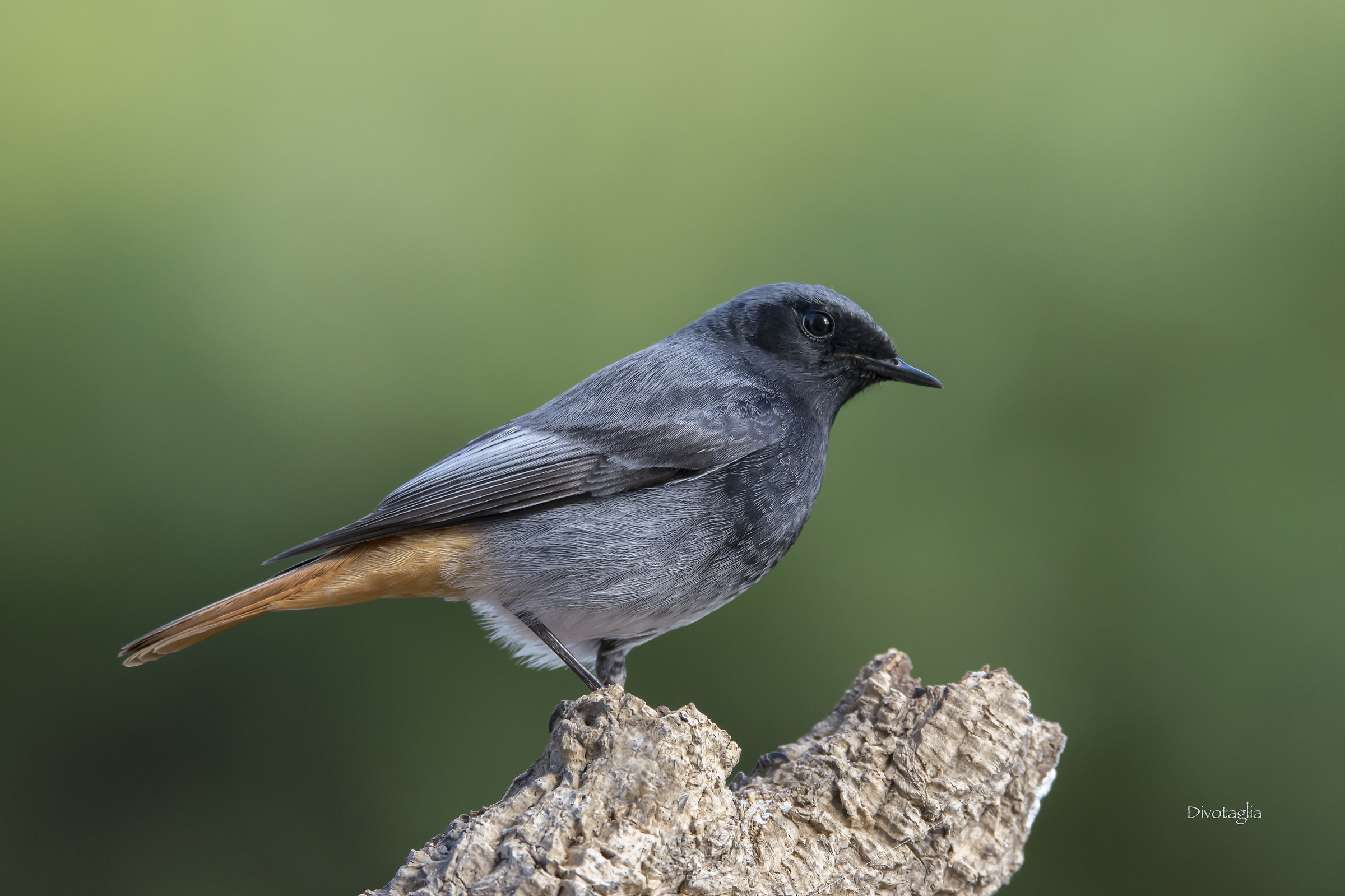 Black Redstart